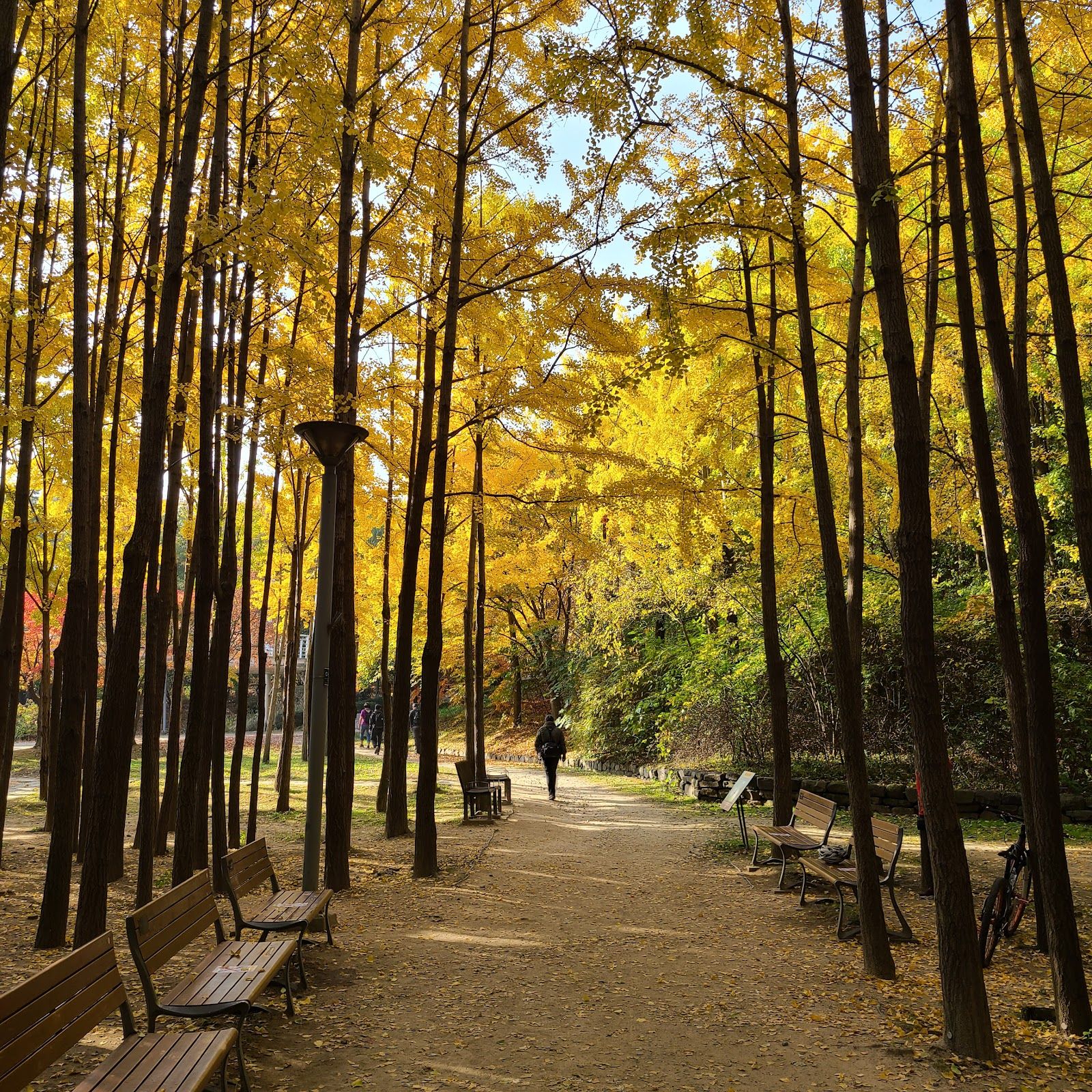 Seoul Forest Park