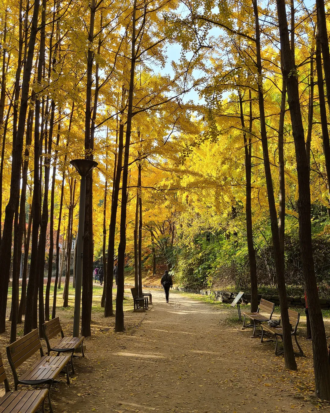 Seoul Forest Park