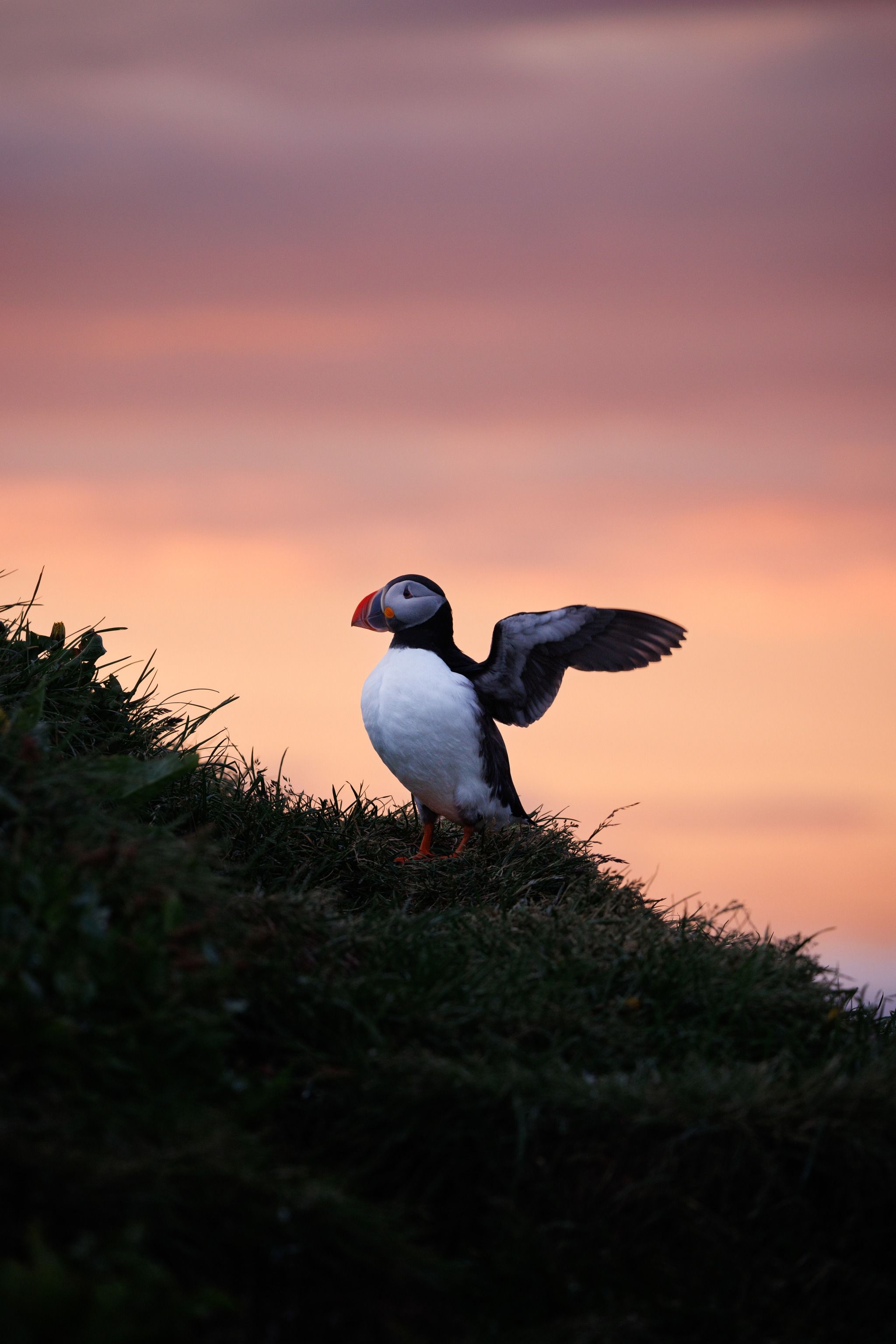 Puffin Spot: Borgarfjarðarhöfn