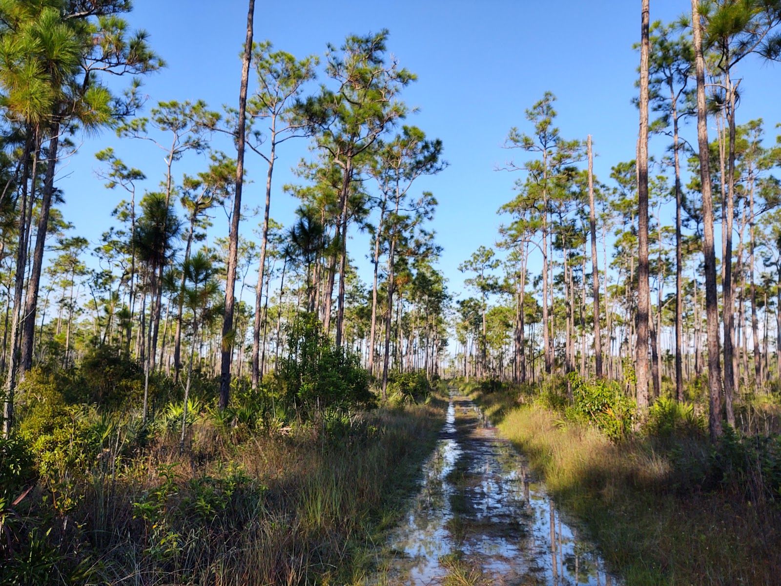 Long Pine Key Nature Trail