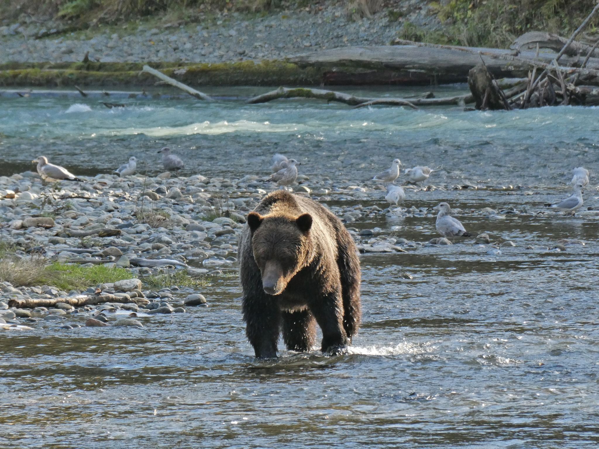 Homalco Grizzly Bear Tours (Bute Inlet)