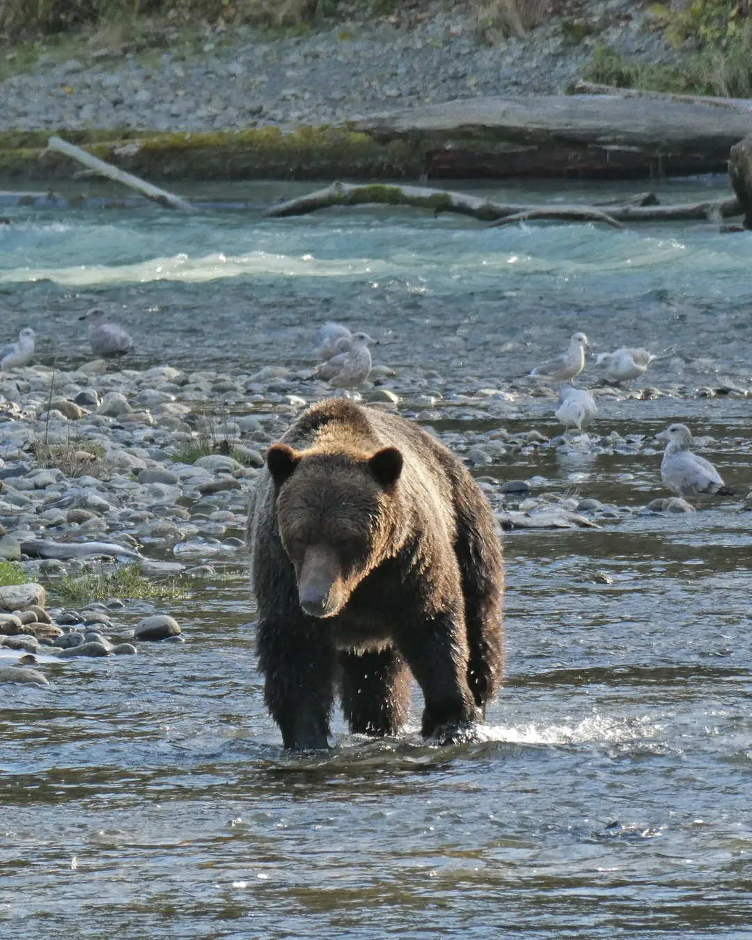 Homalco Grizzly Bear Tours (Bute Inlet)