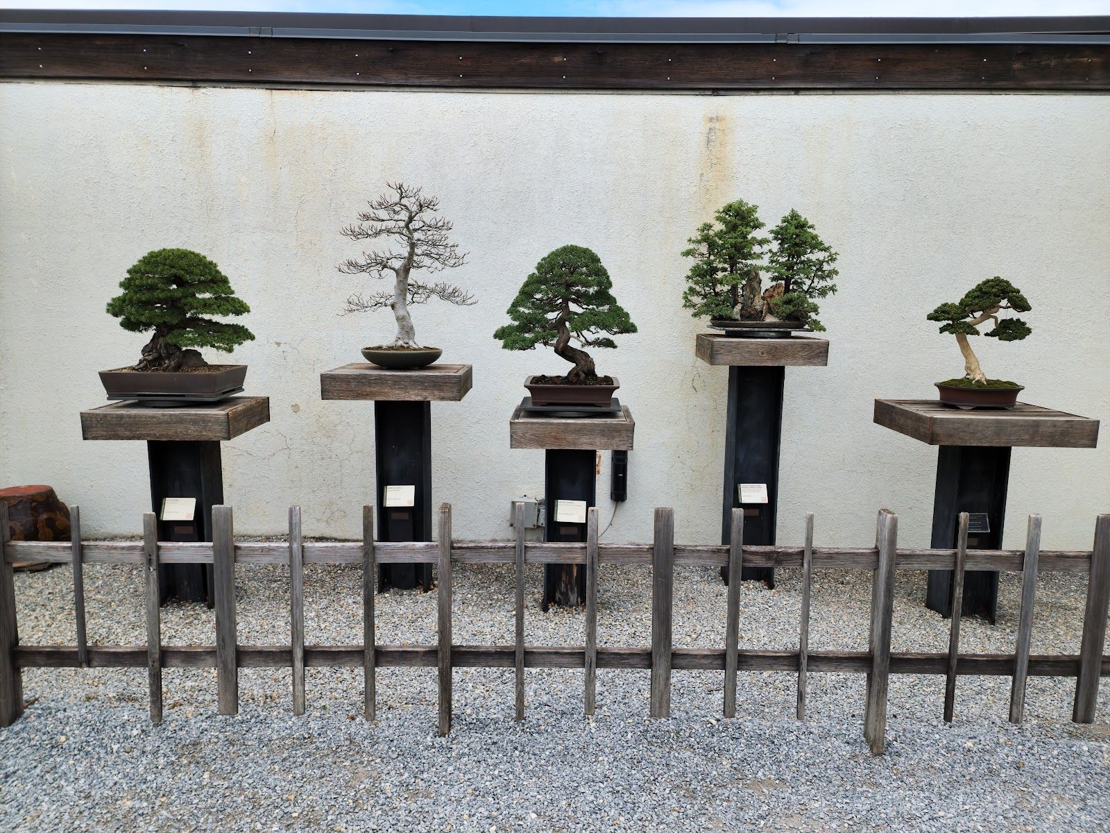 National Bonsai & Penjing Museum - Washington, DC, United States - Rexby