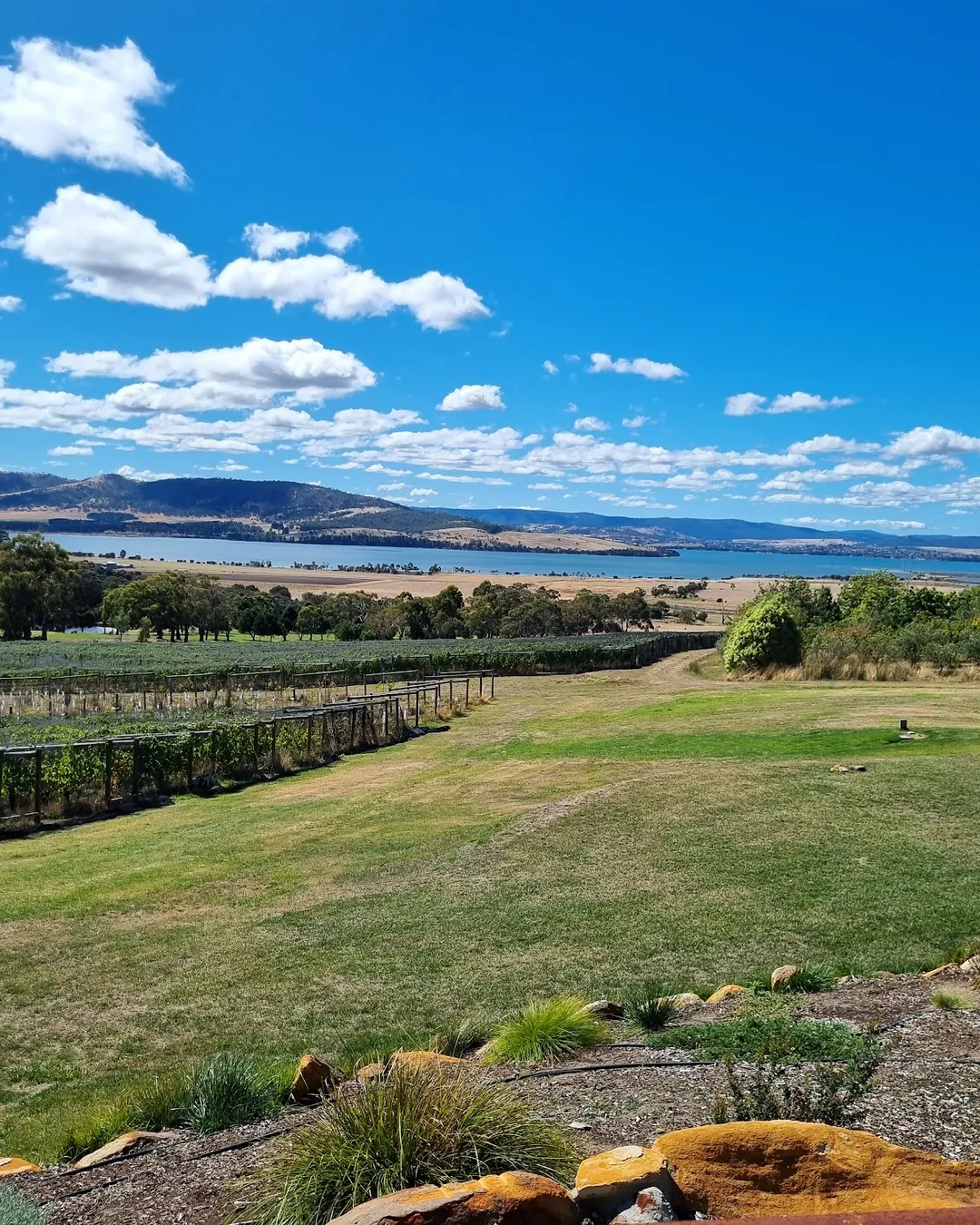 Coal Valley Vineyard