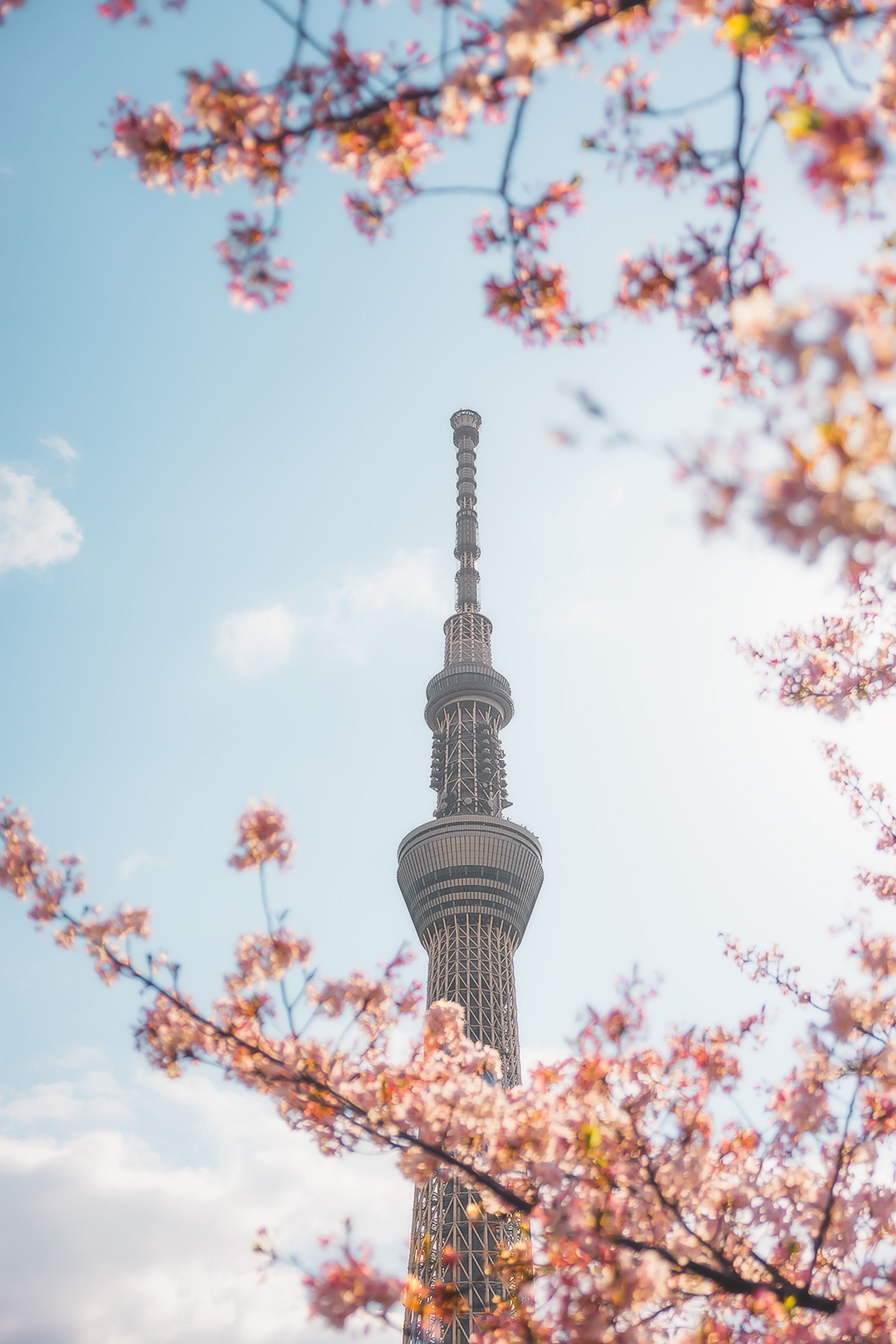 Sumida - Kawazu-zakura