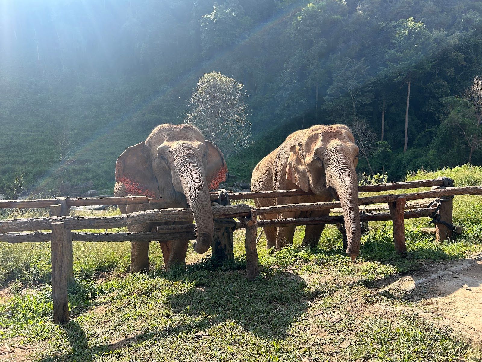 Joy Elephant Sanctuary, Chiang Mai (Office)