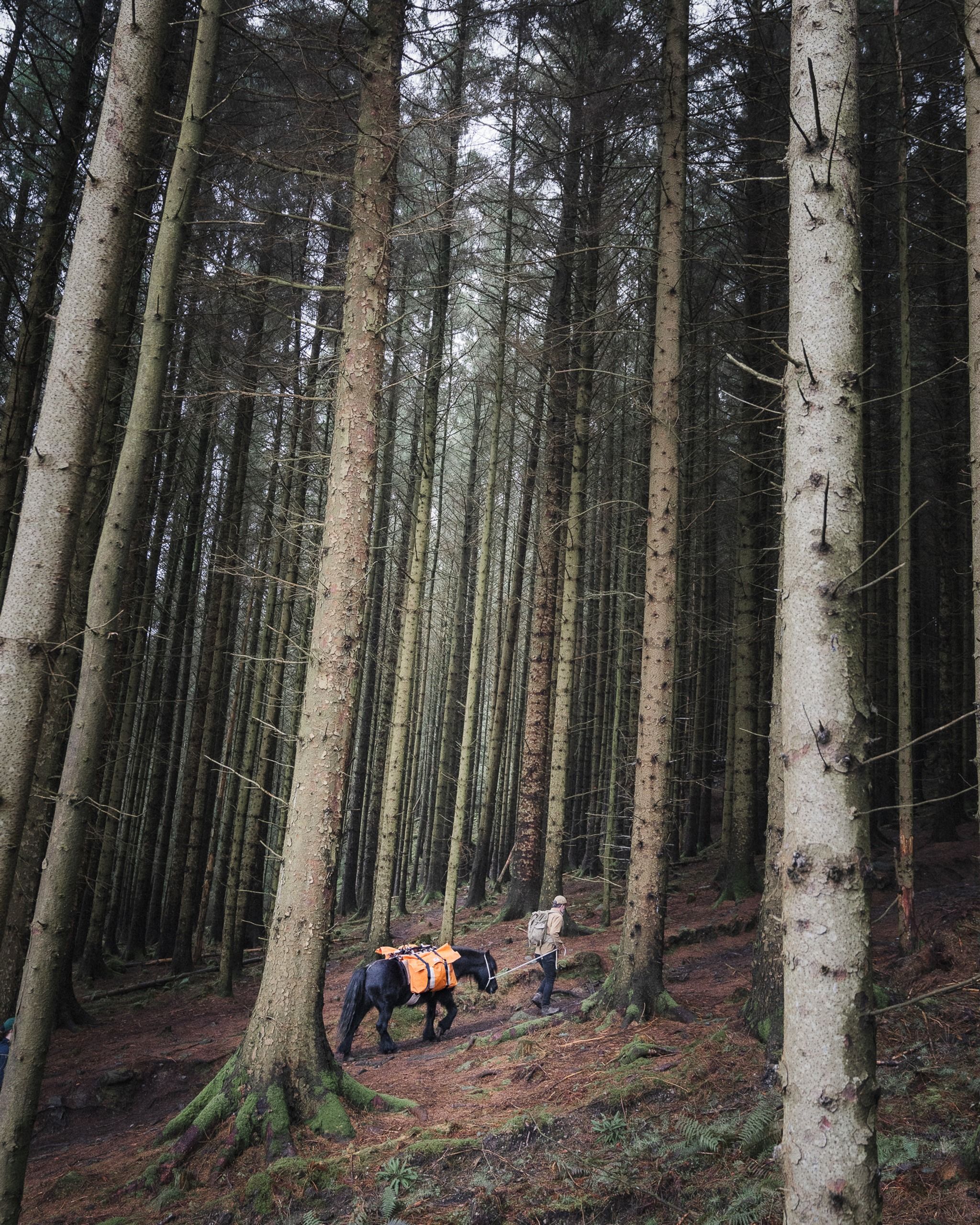 Fell Pony Adventures