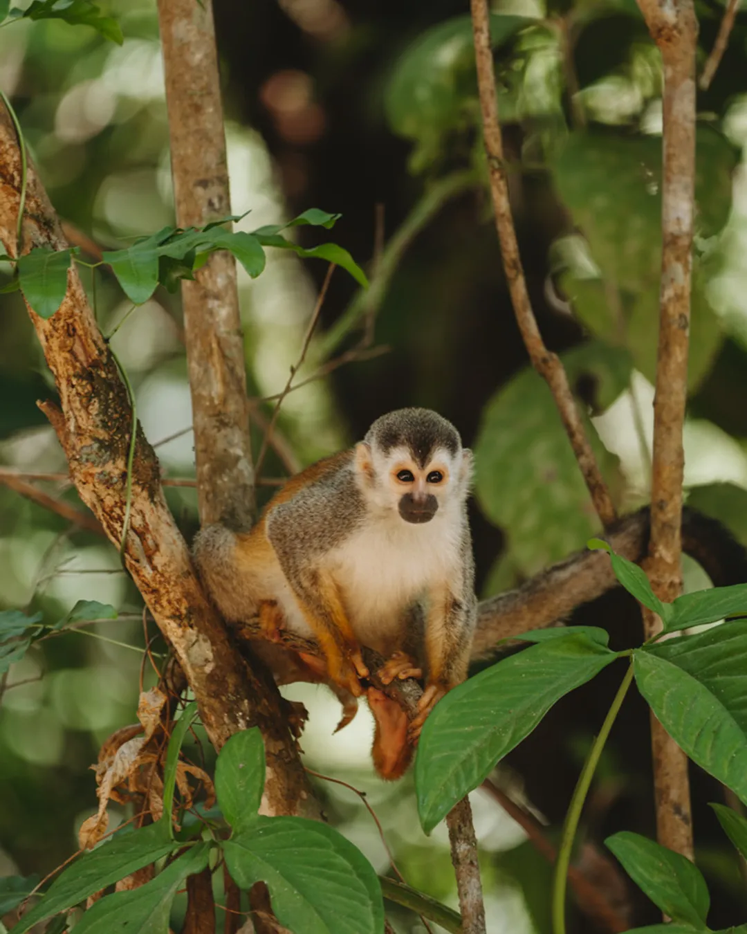 Parque Nacional Manuel Antonio