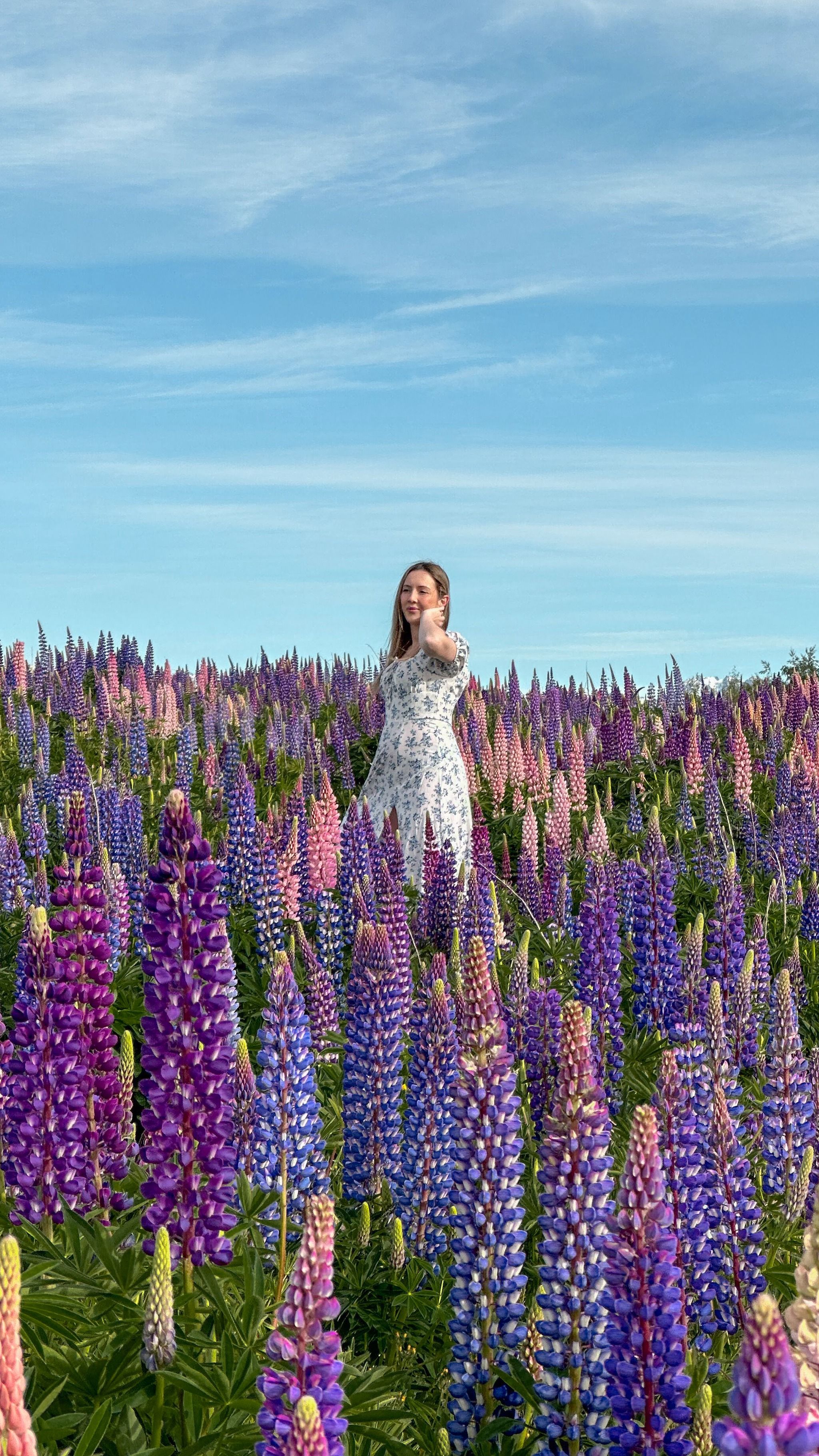 Roadside Lupin Field View Point