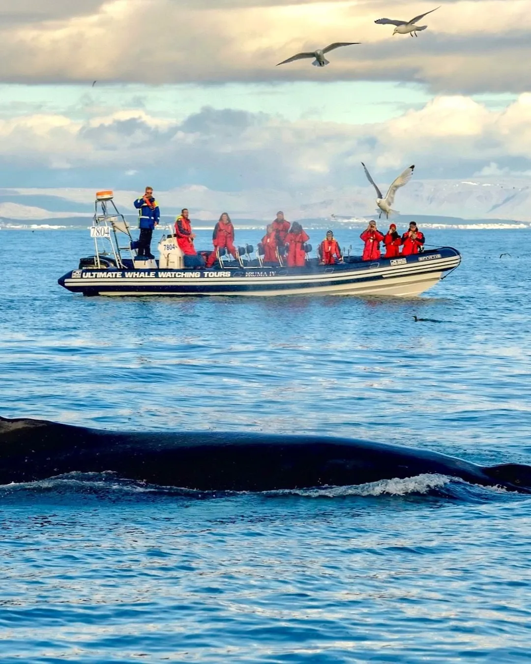 Elding Whale Watching