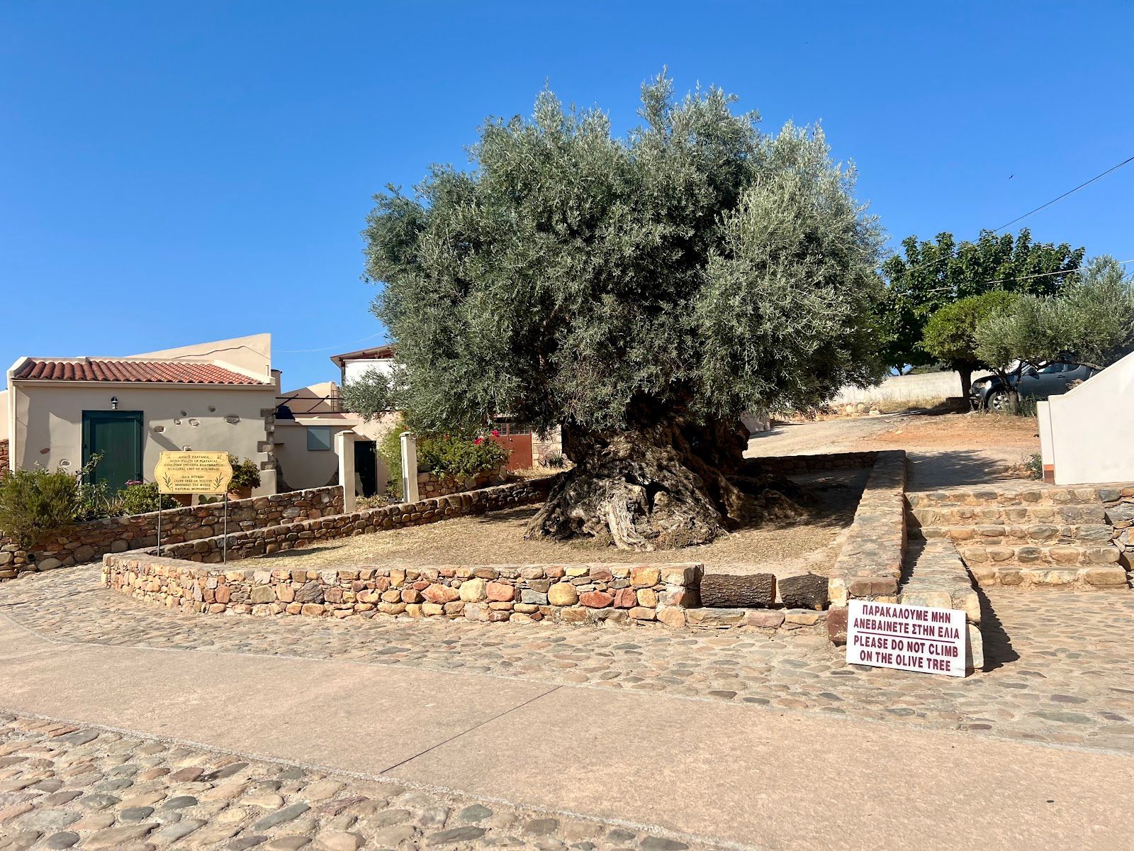 Ancient Olive Tree of Vouves