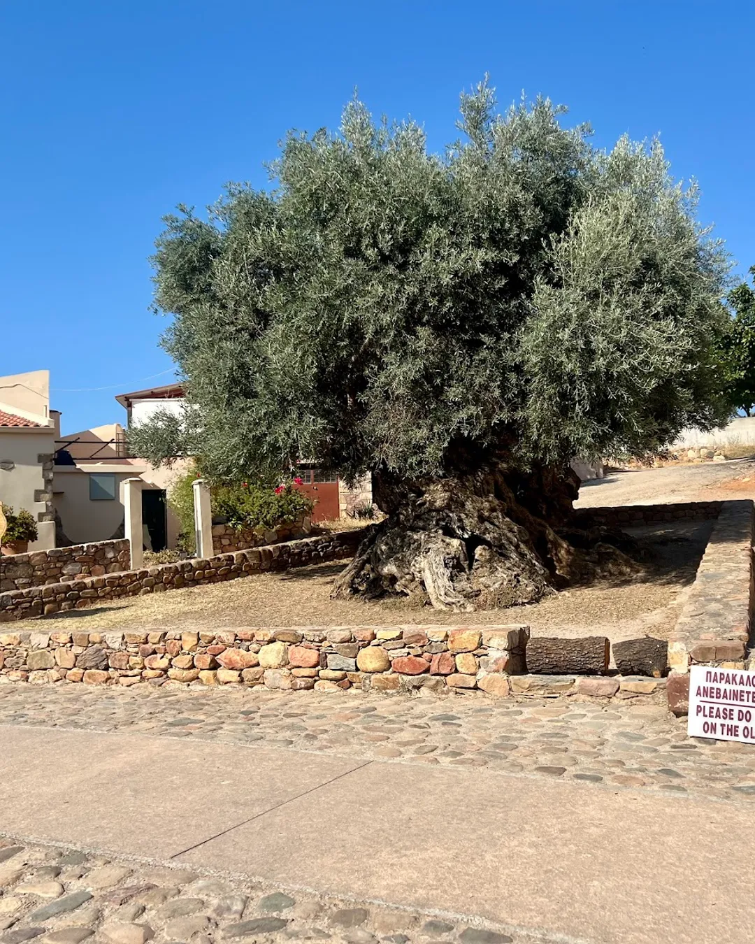 Ancient Olive Tree of Vouves