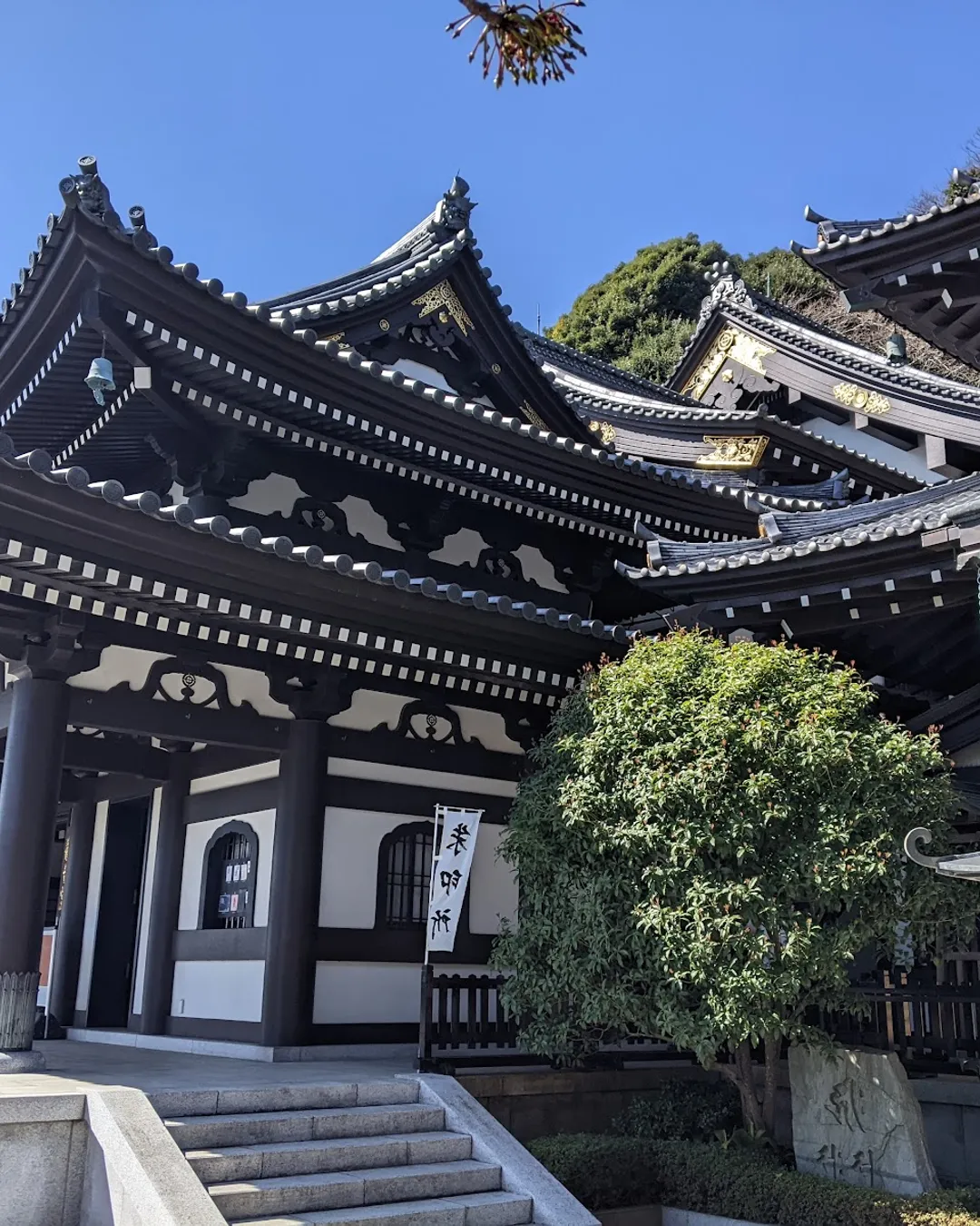 Hasedera