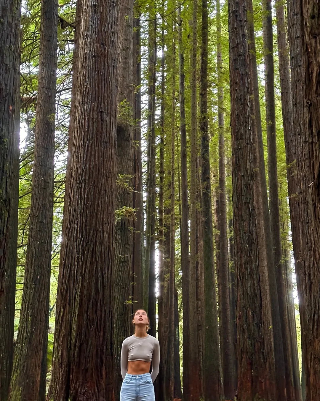 The Redwoods Otways