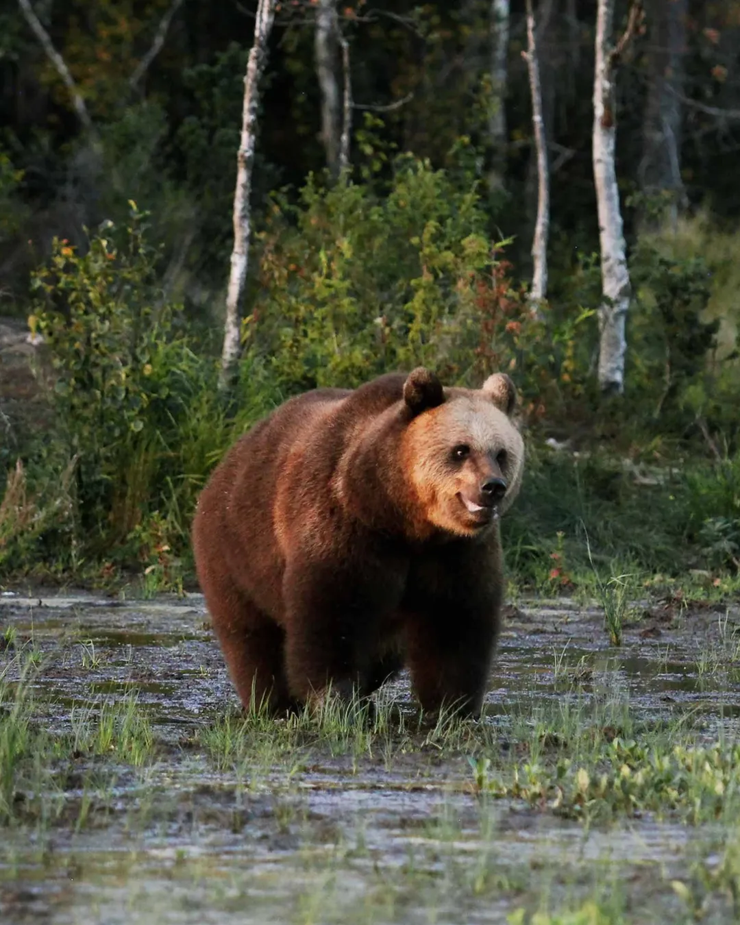 Karhu-Kuusamo Bear Watching