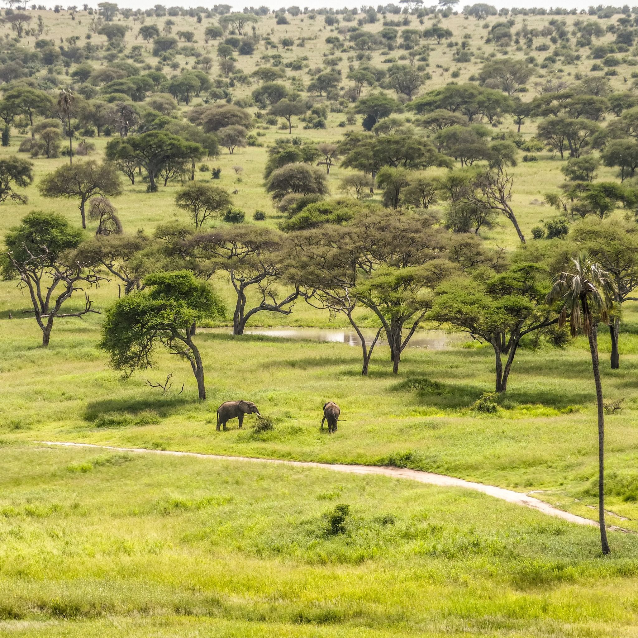 Tarangire National Park