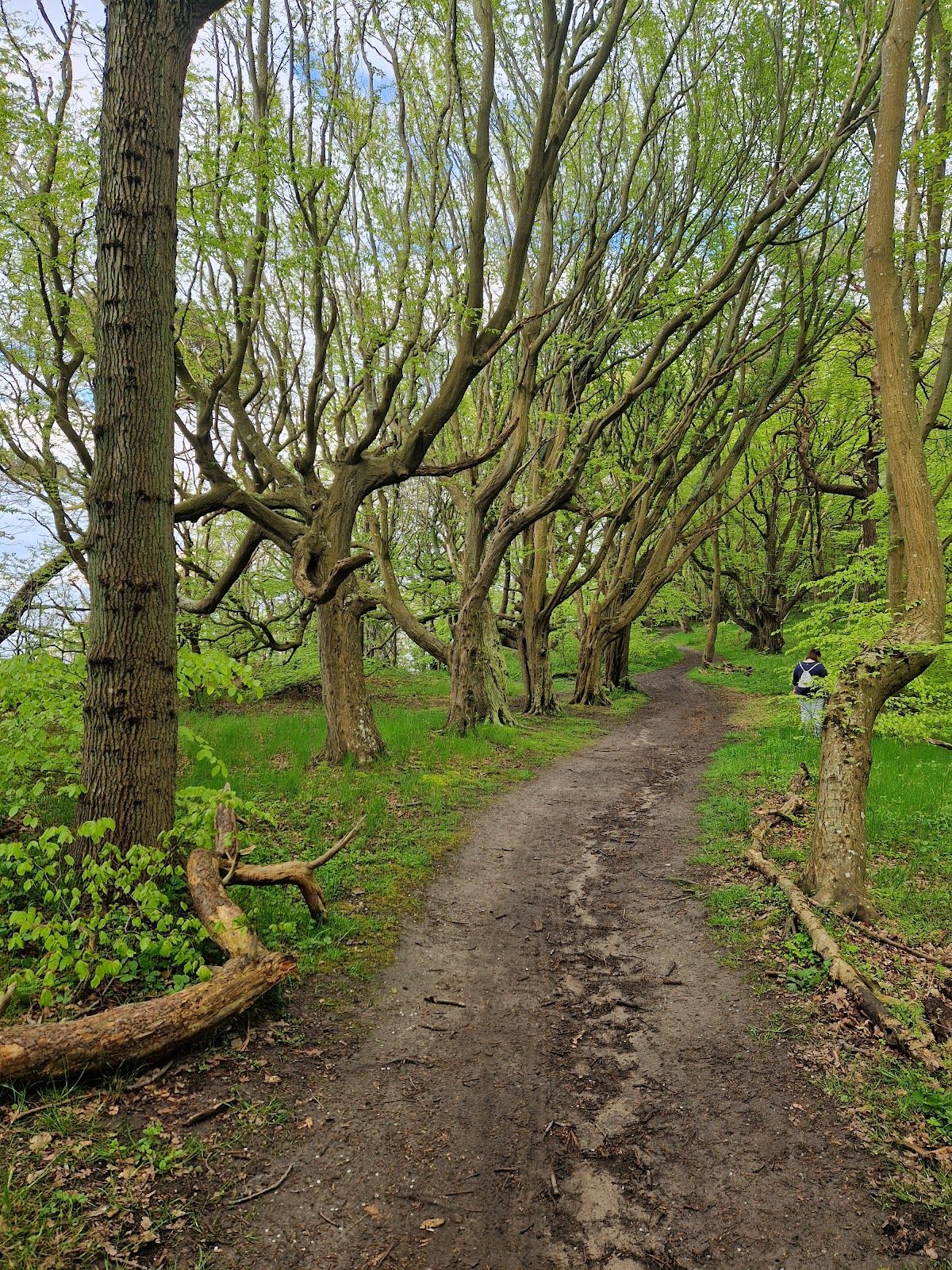 Сказочный лес Рюгена