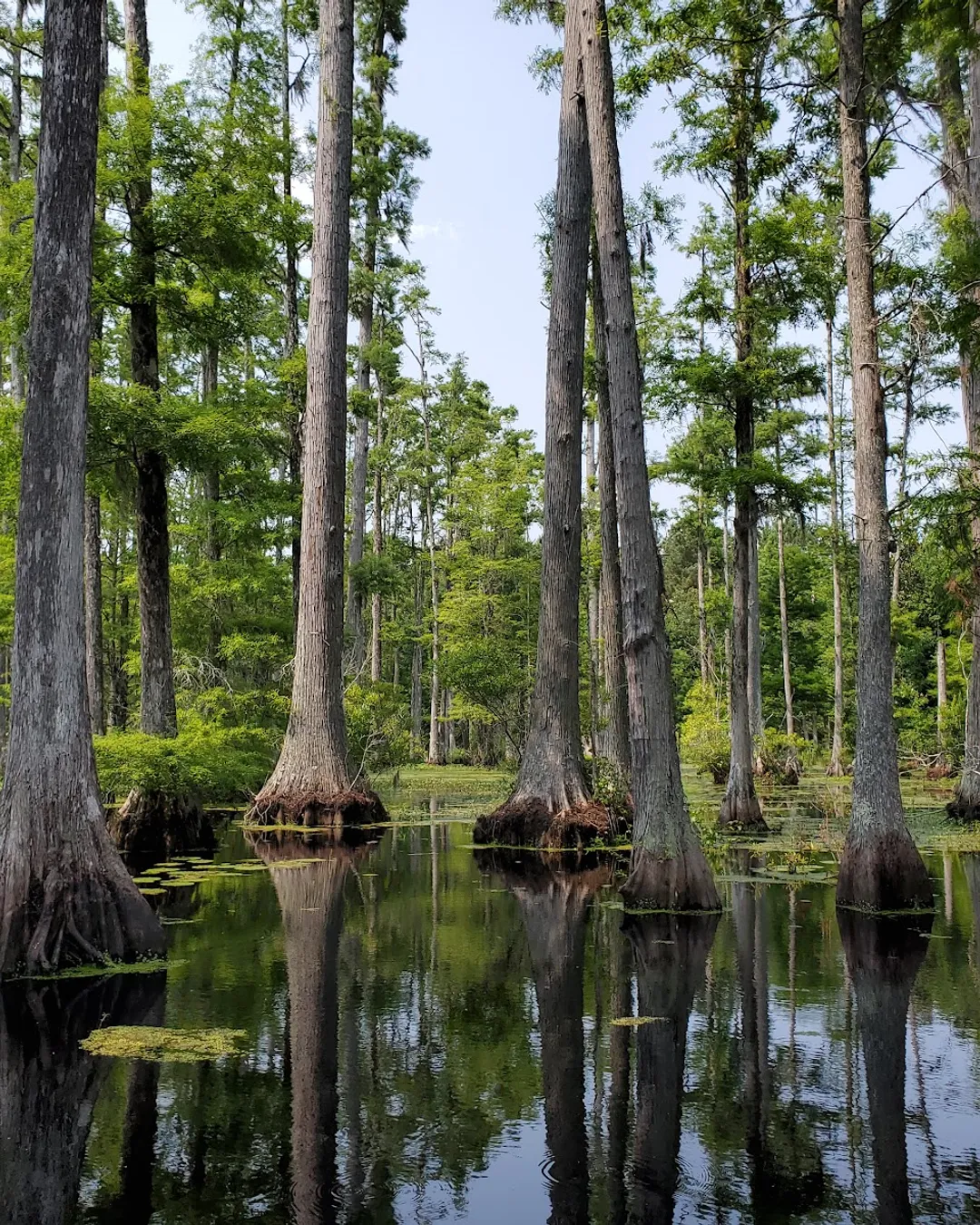 Cypress Gardens
