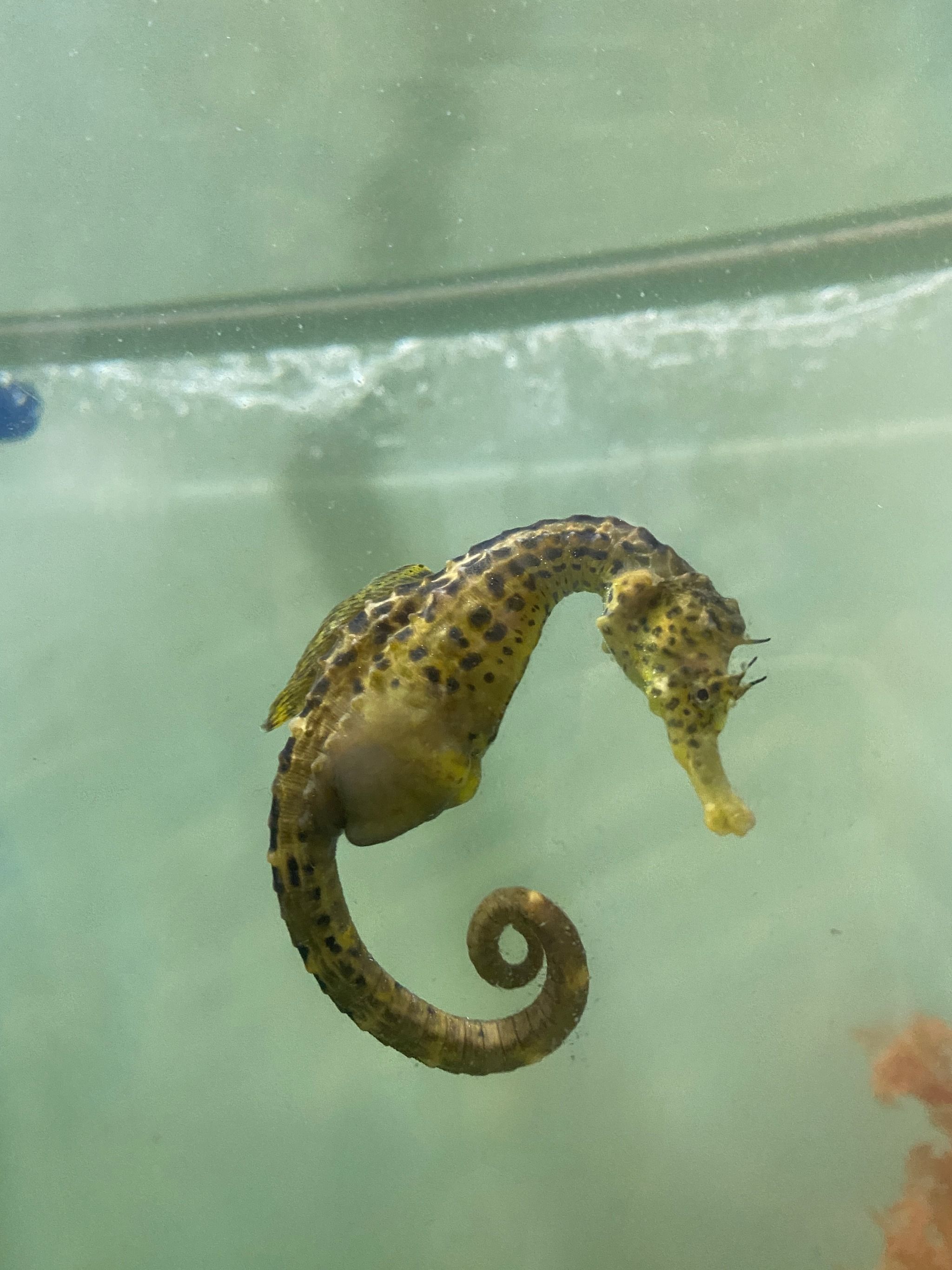 Seahorse World: Seahorse-themed attraction in Tasmania