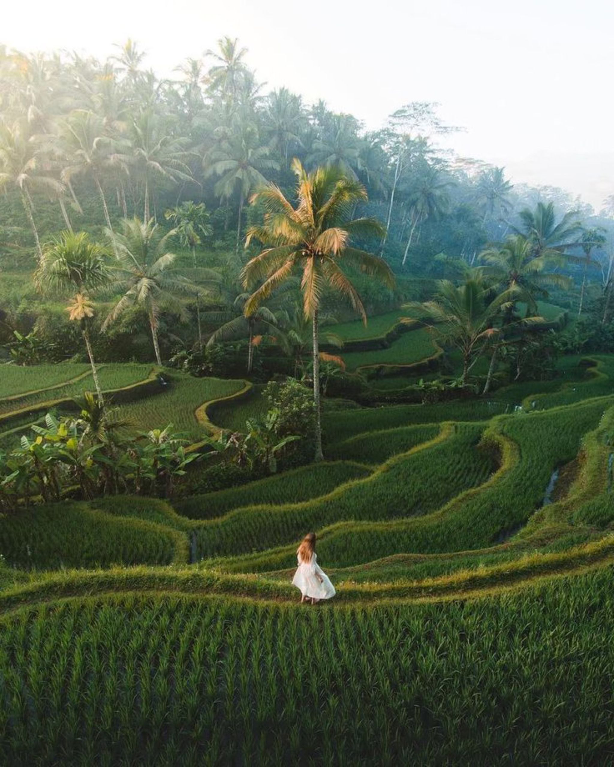 Ricefields Tegallalang