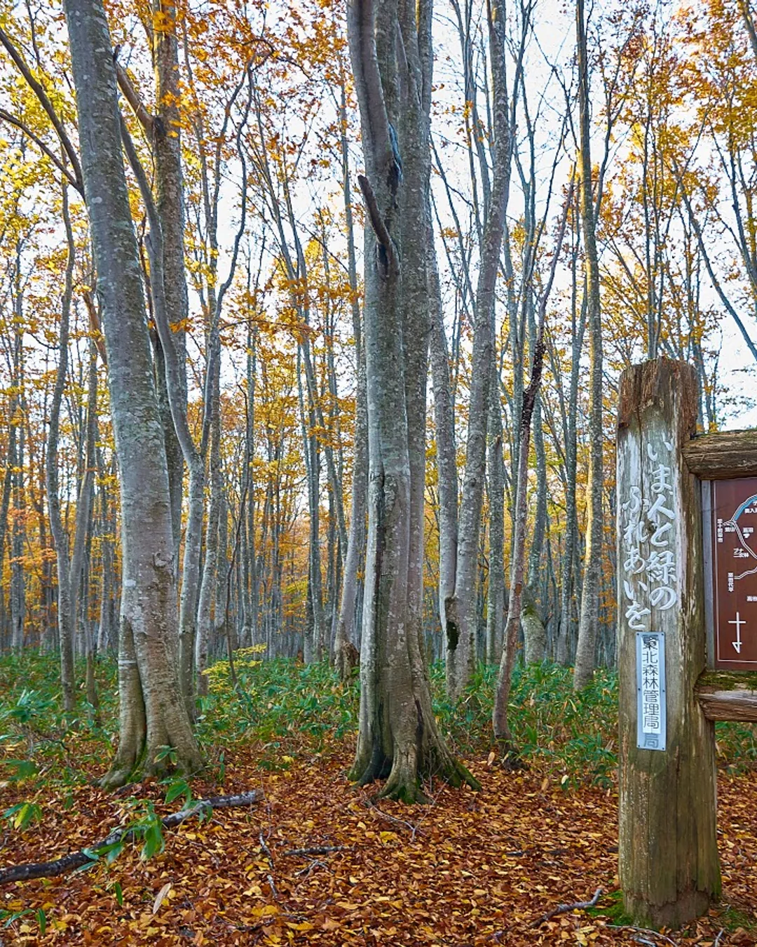 Hakkoda Beech Secondary forest drive