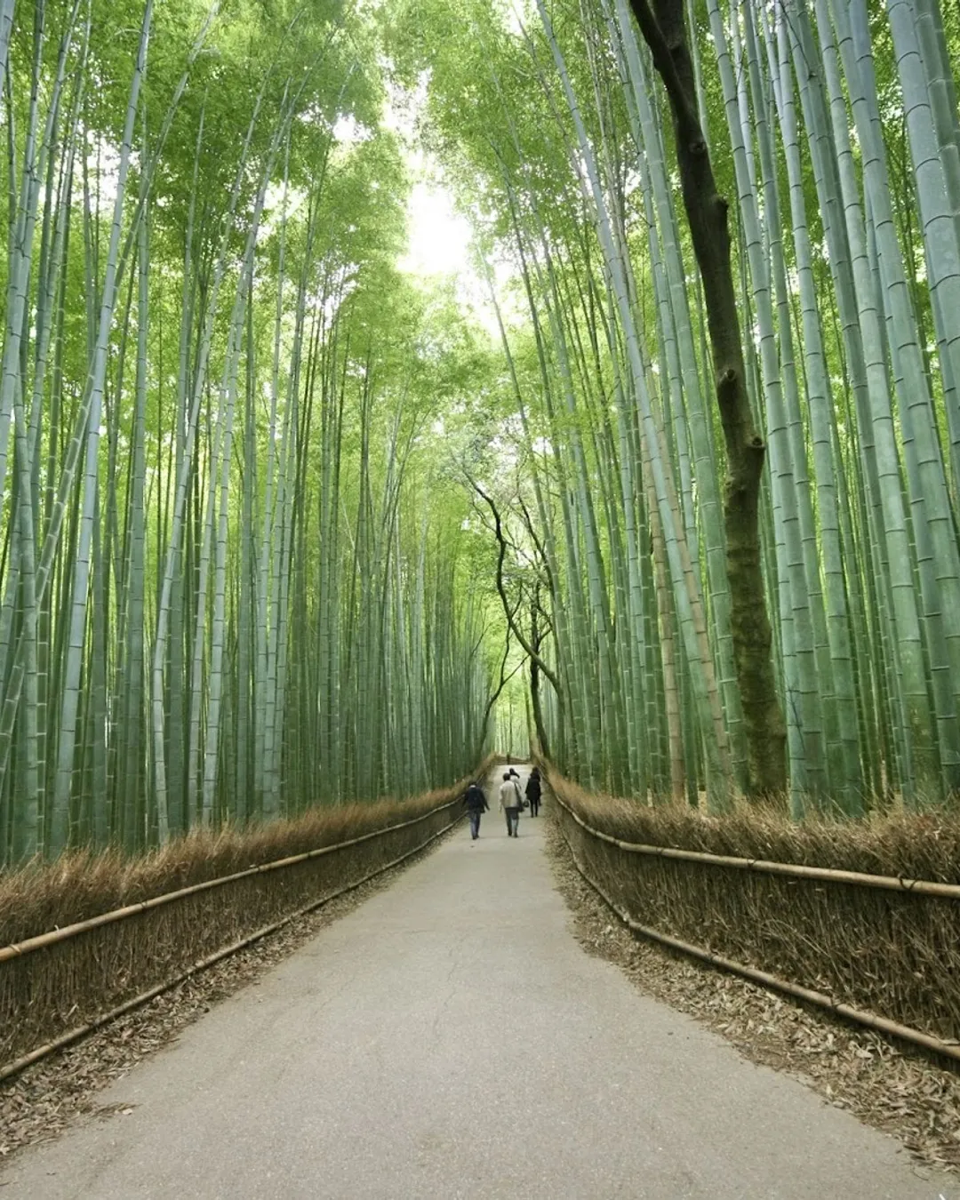 Bosque de Arashiyama 