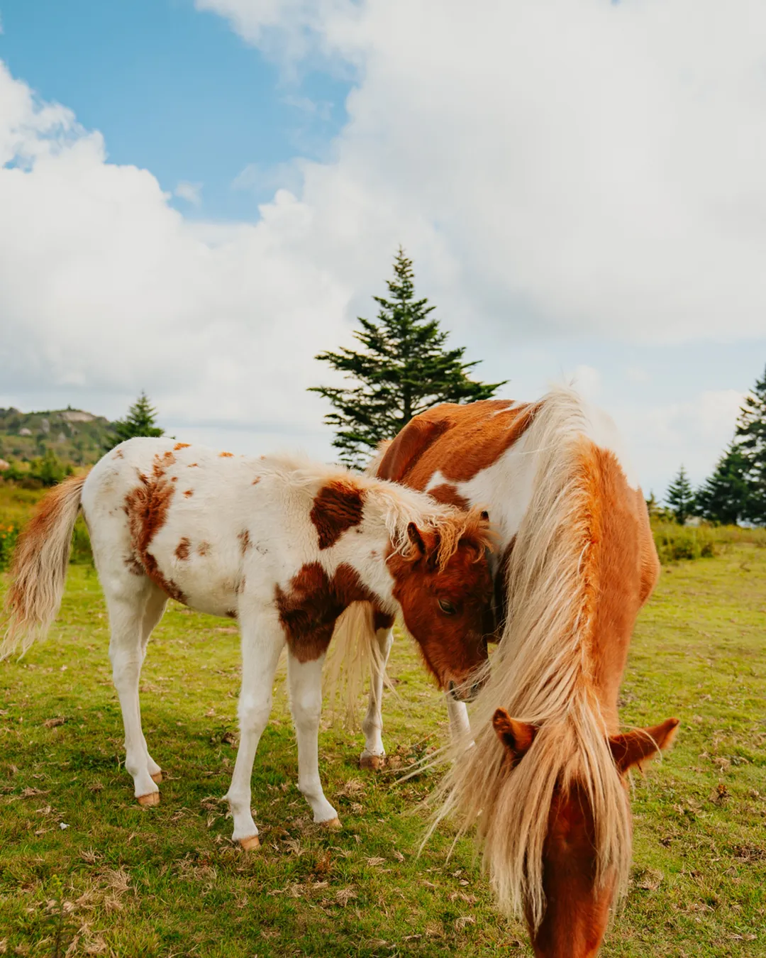 Grayson Highlands State Park