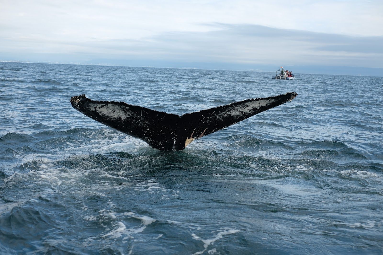 Elding Whale Watching - 10% sleva