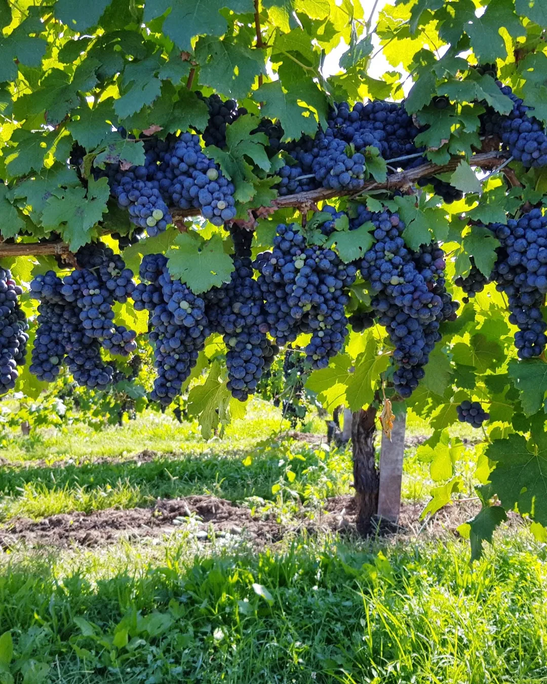 CA' FRANCO TRADIZIONI & VINI