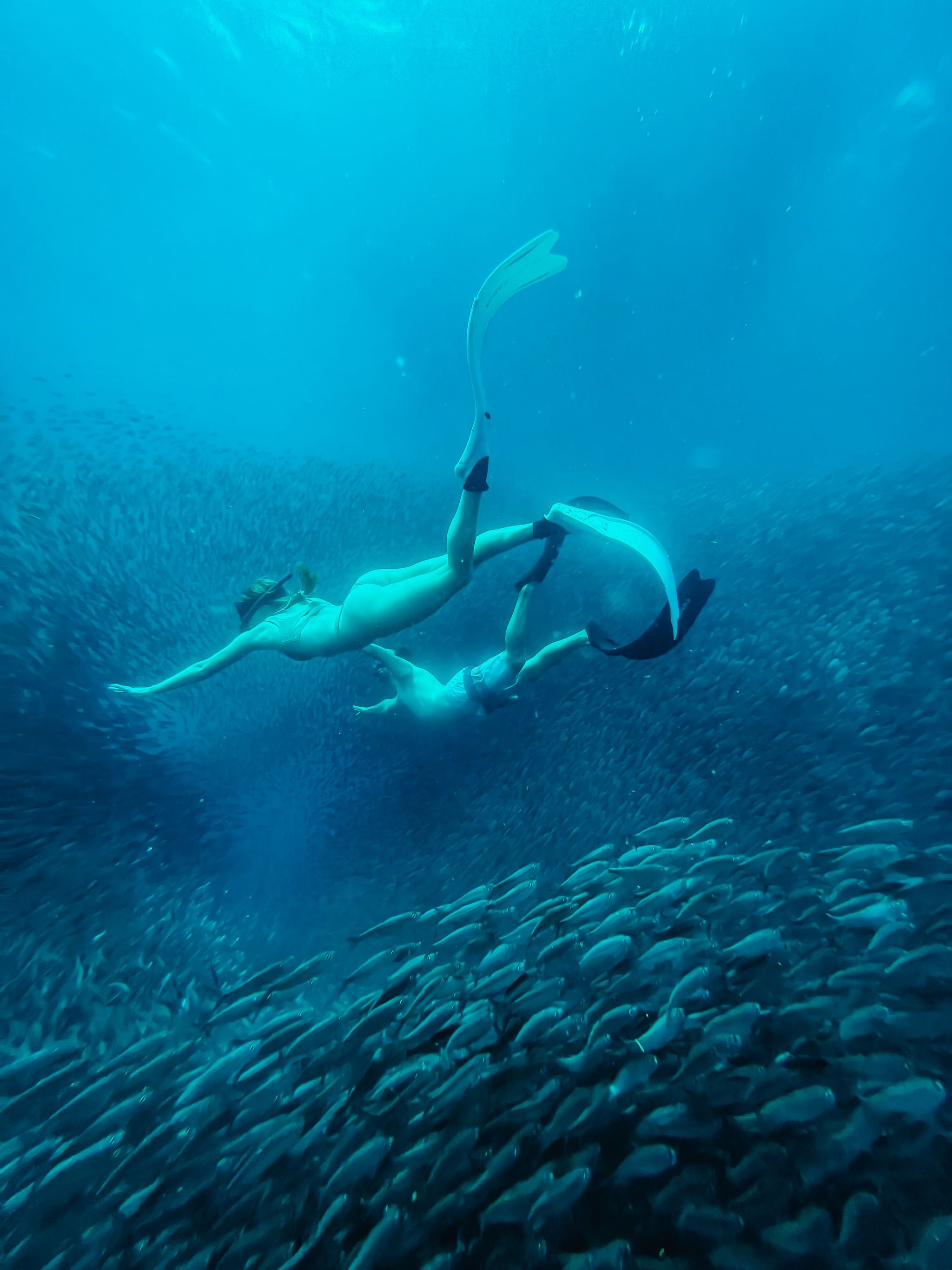 Moalboal Sardines Run
