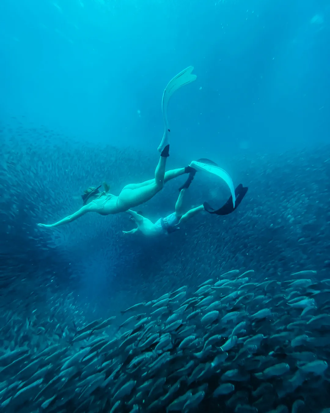 Moalboal Sardines Run