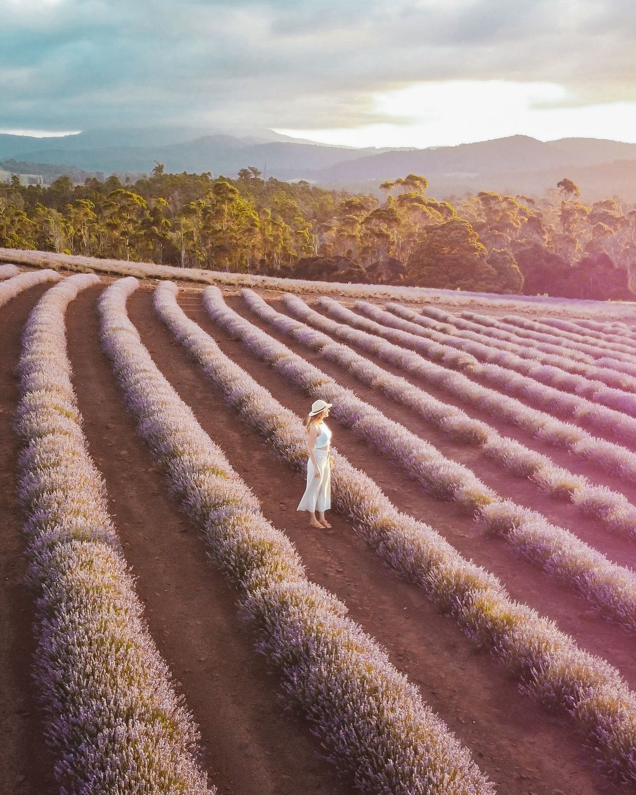 Bridestowe Lavender Estate
