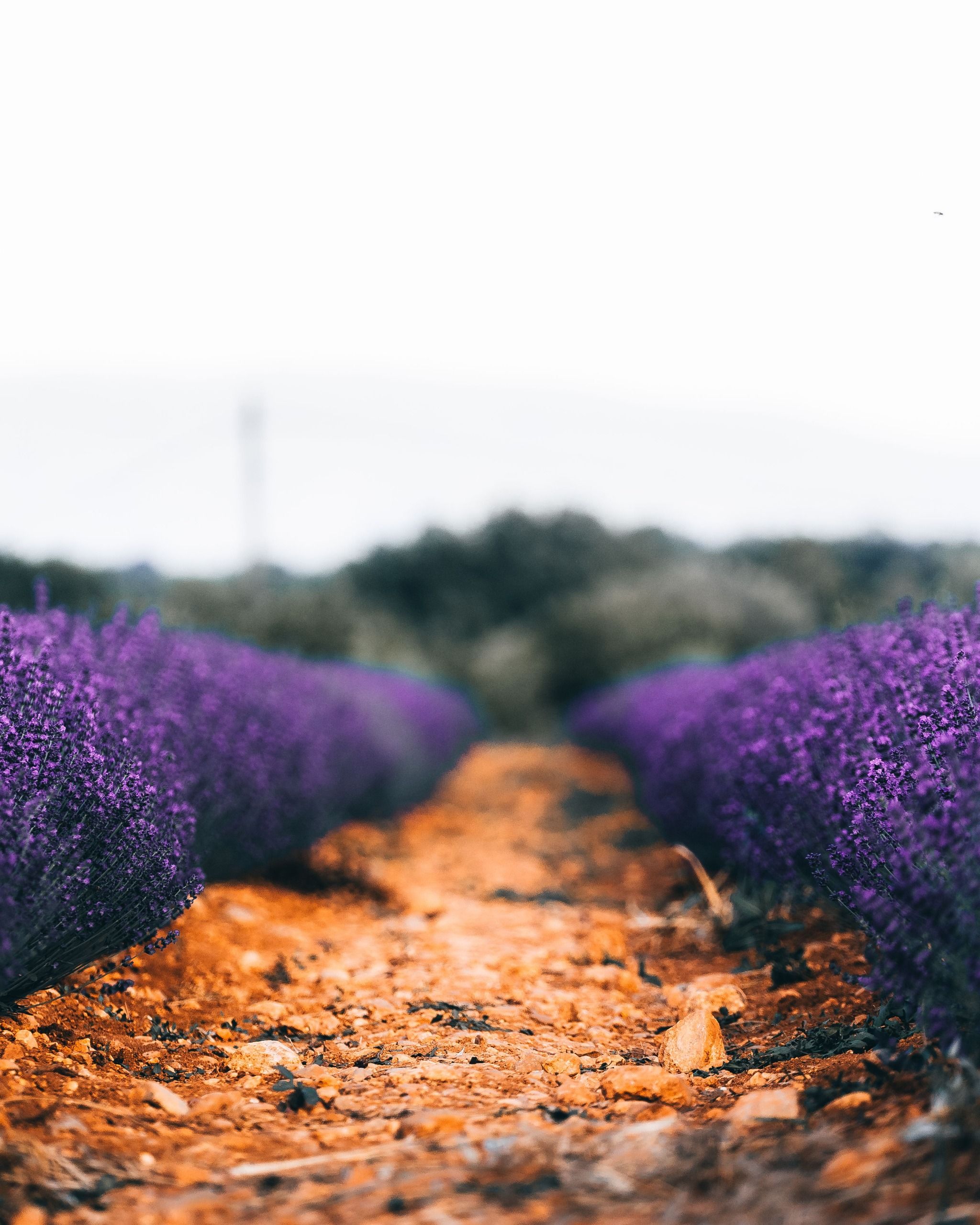 Valensole Fake Lavender Field