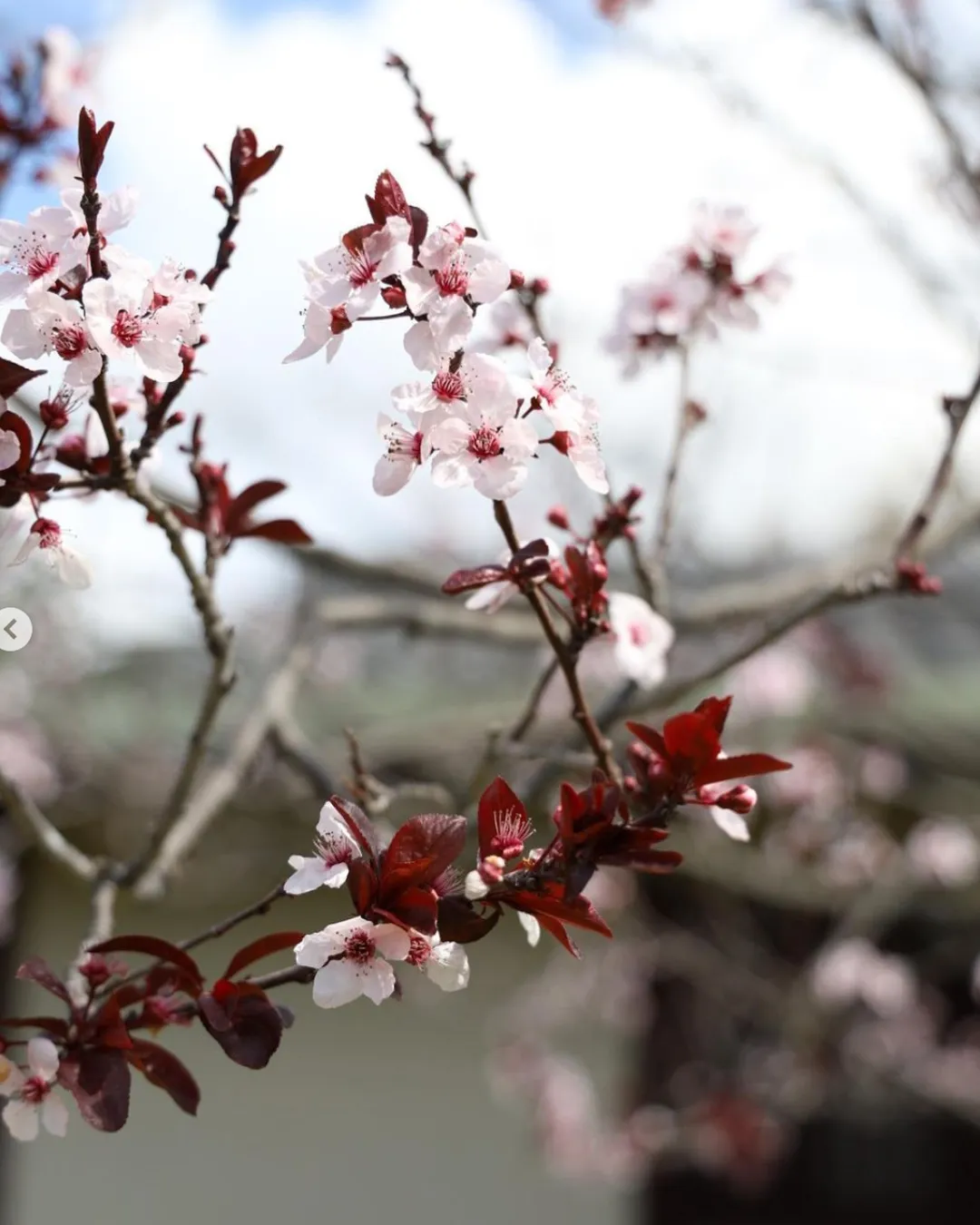 Japanese Friendship Garden