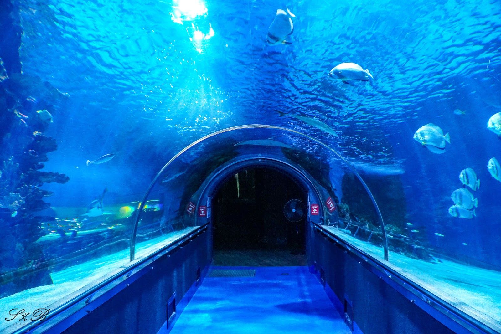 Tropicarium-Oceanarium Kft.