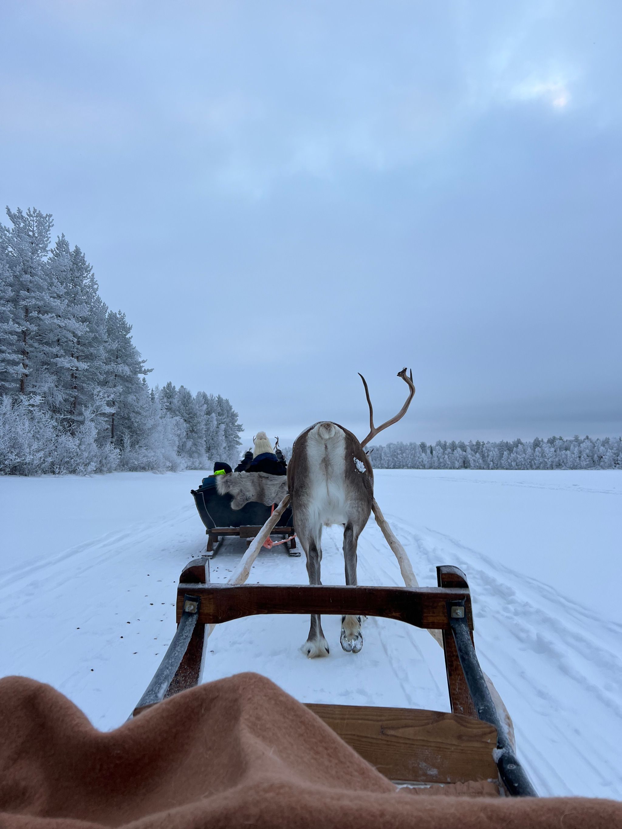 Escursione in slitta con le renne