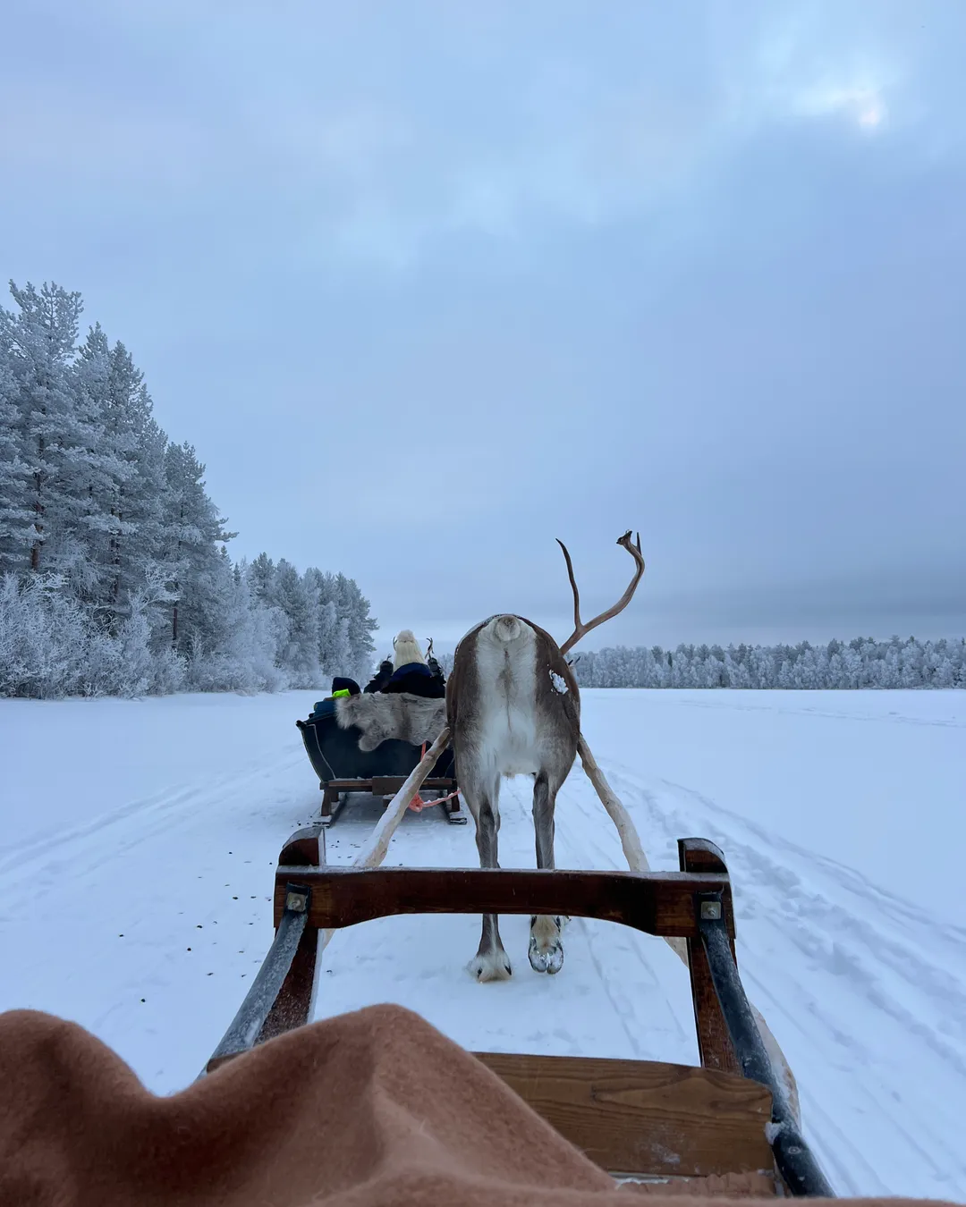 Escursione in slitta con le renne