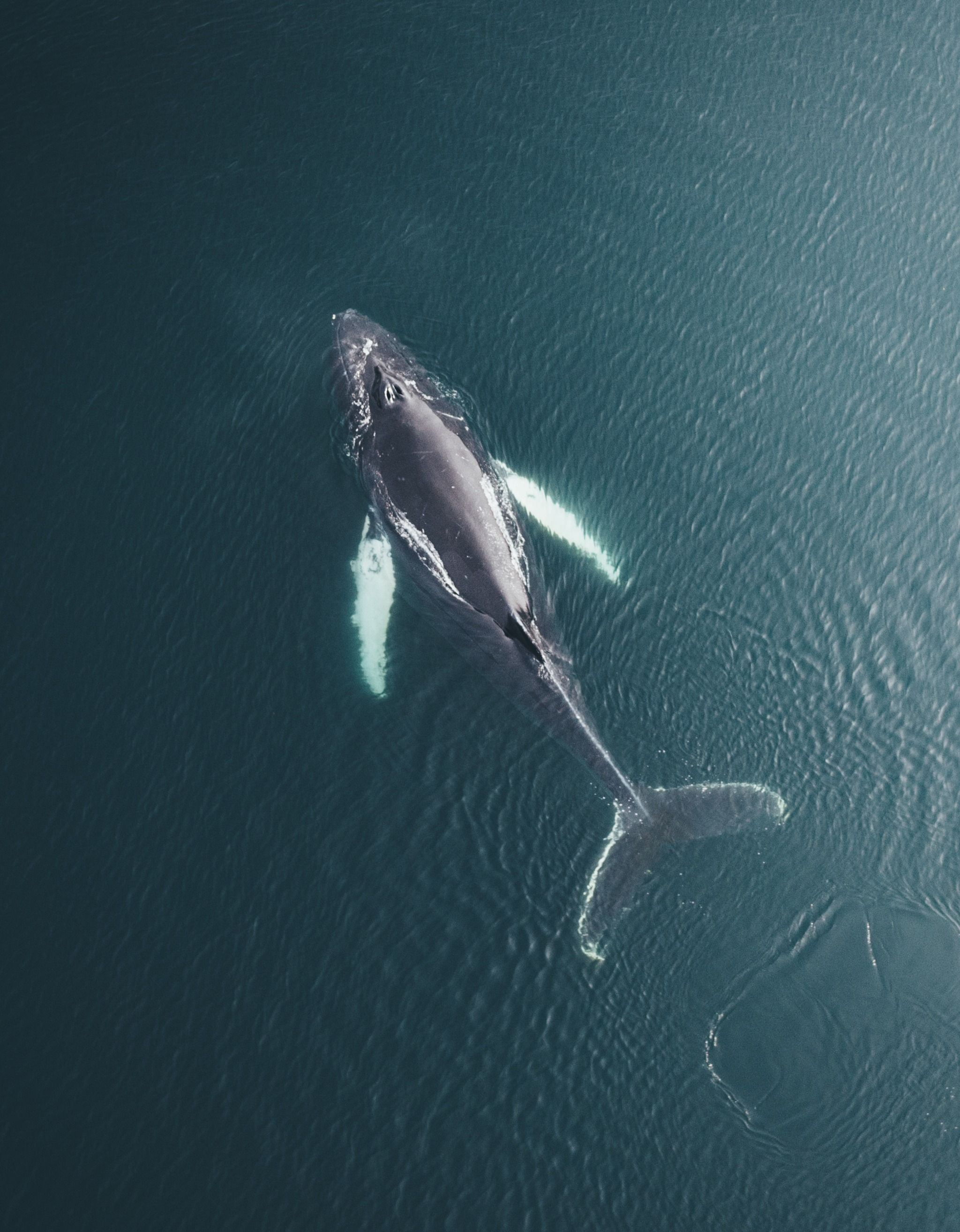 Reykjavik Whale Watching