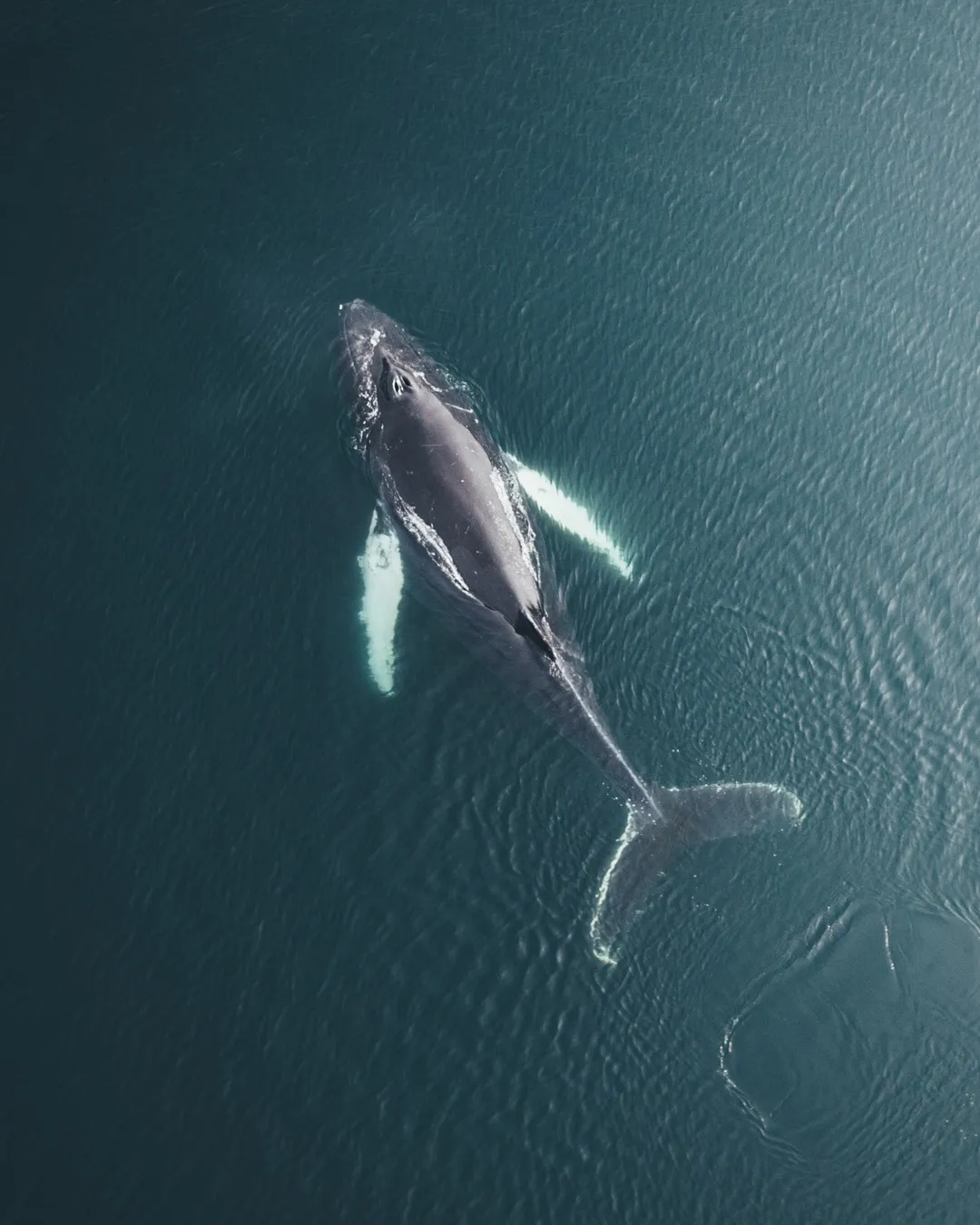 Reykjavik Whale Watching