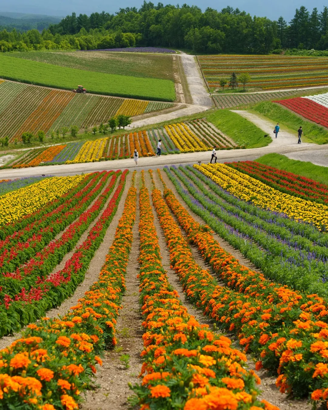 Panoramic Flower Gardens Shikisai-no-oka - Rural Travels, Japan