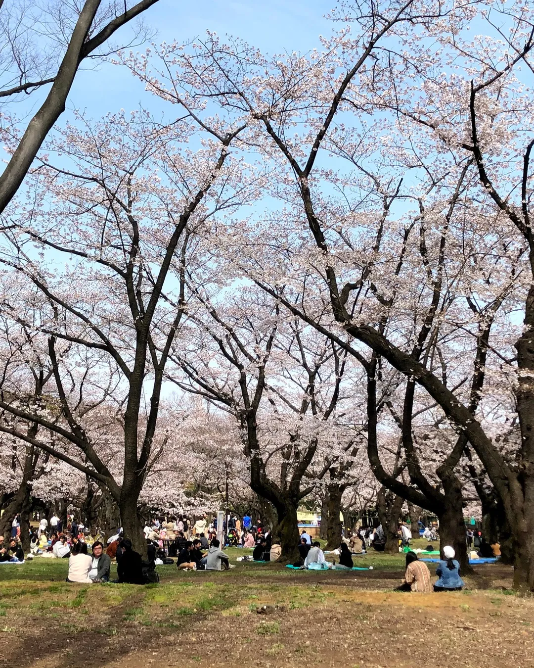 Yoyogi Park