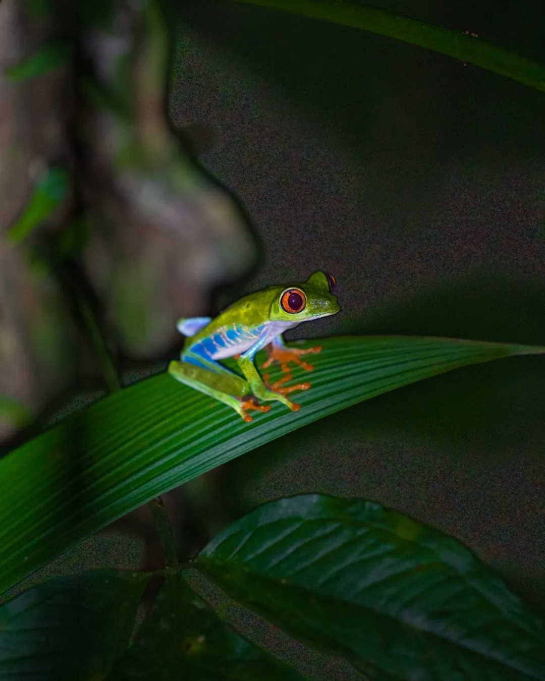 Parque Nacional Tortuguero - Night Tour