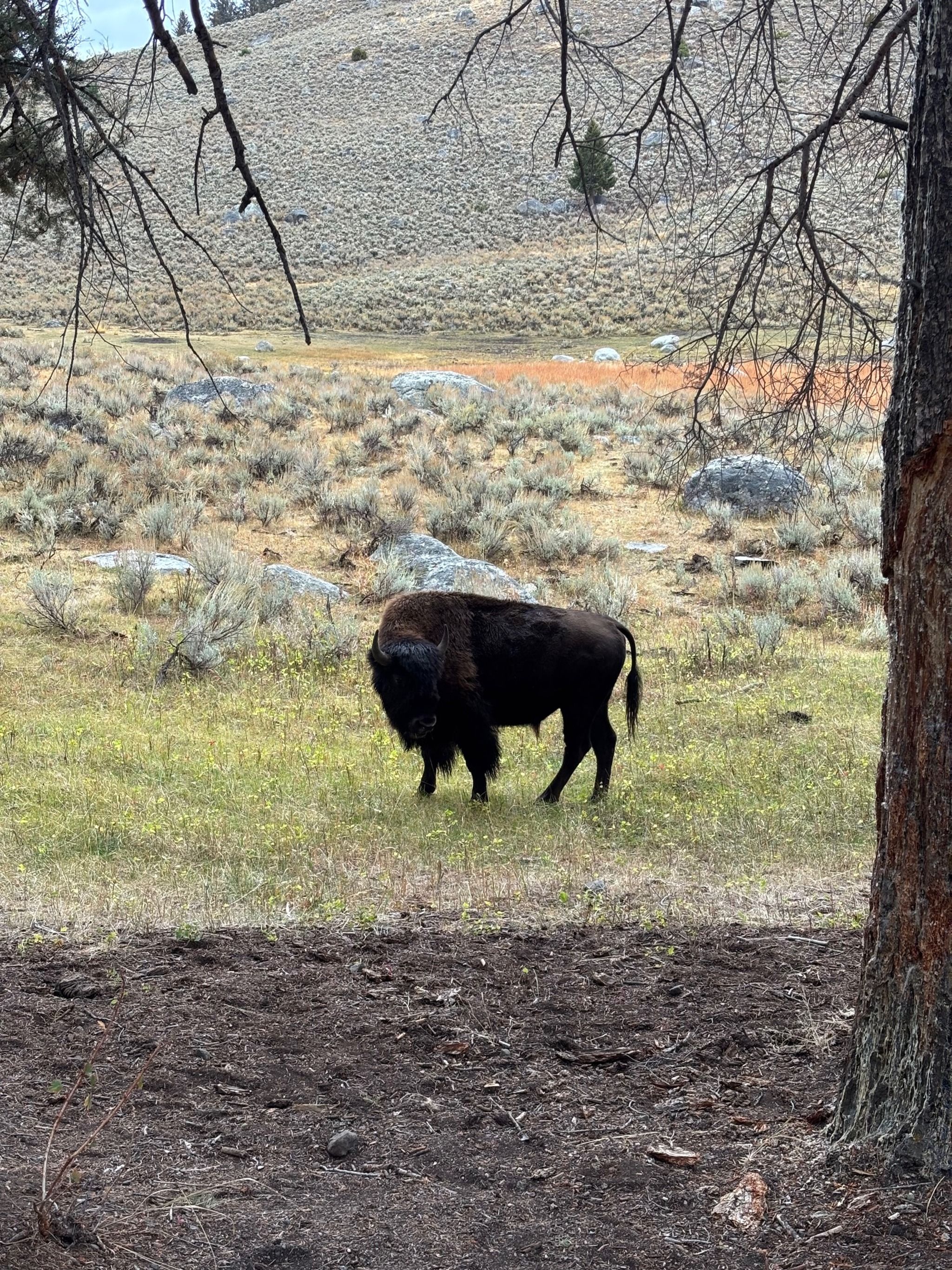 Lamar Valley