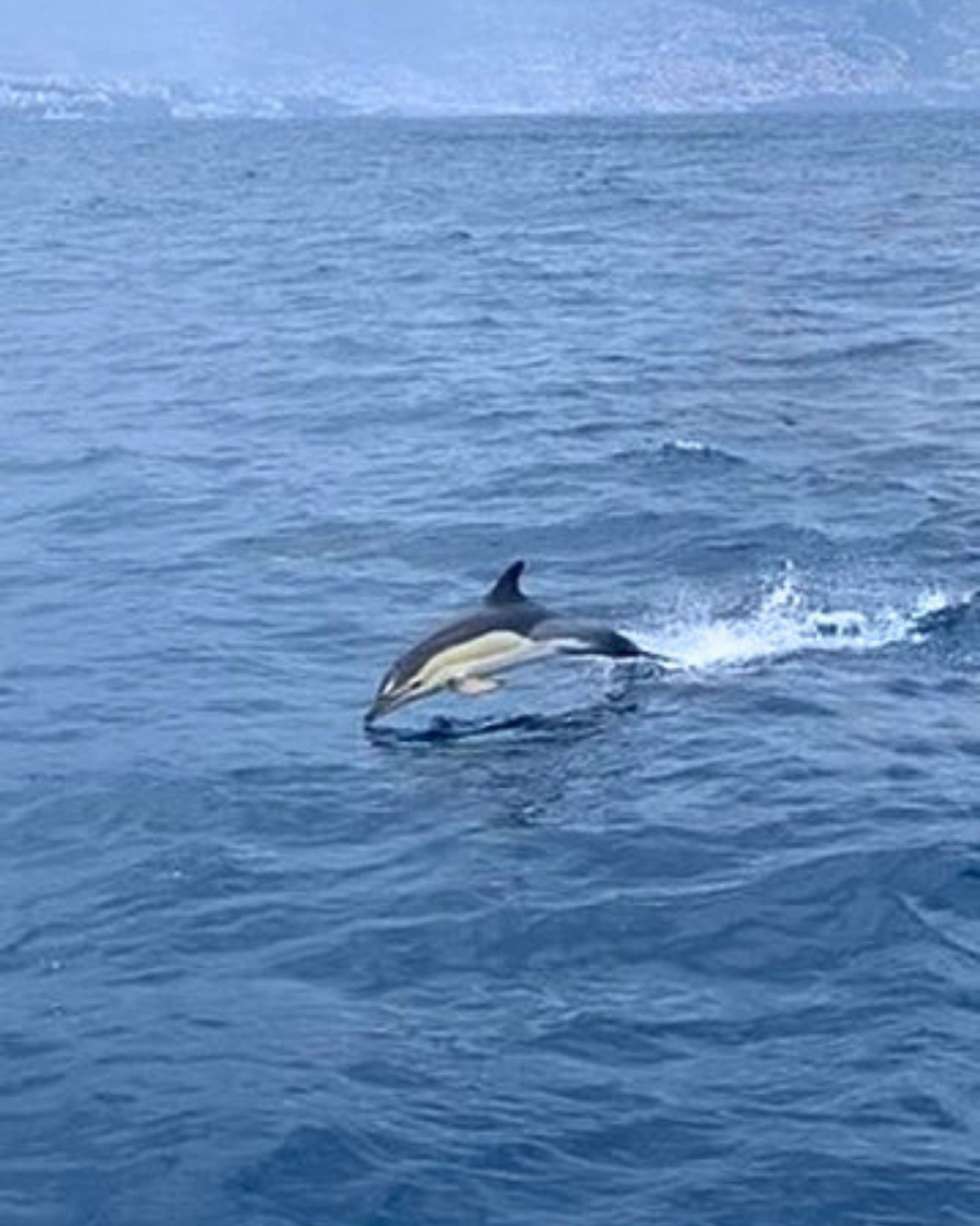 Dolphin & whale watching tour from Funchal