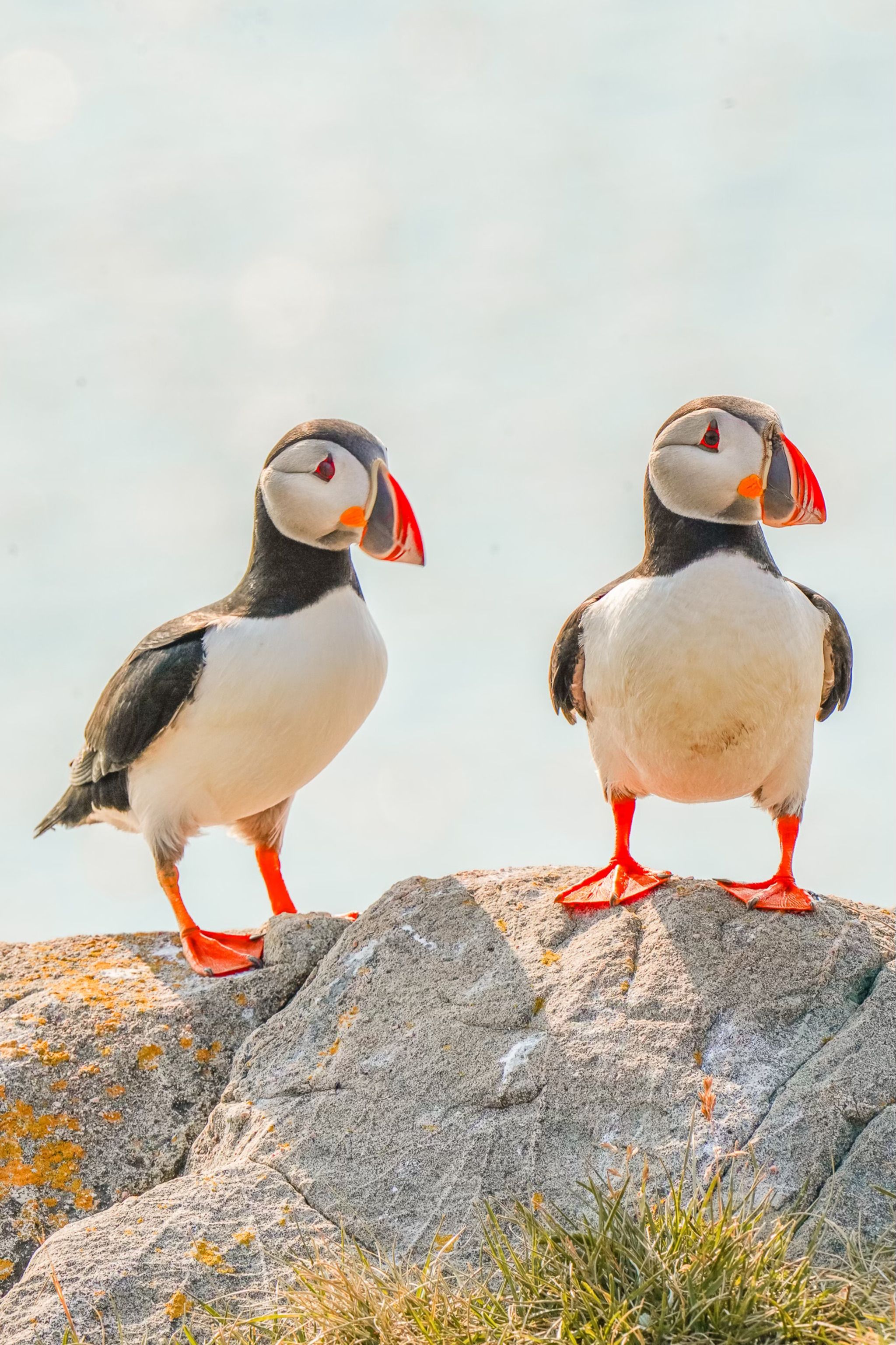 Puffins Cape Bonavista Lighthouse