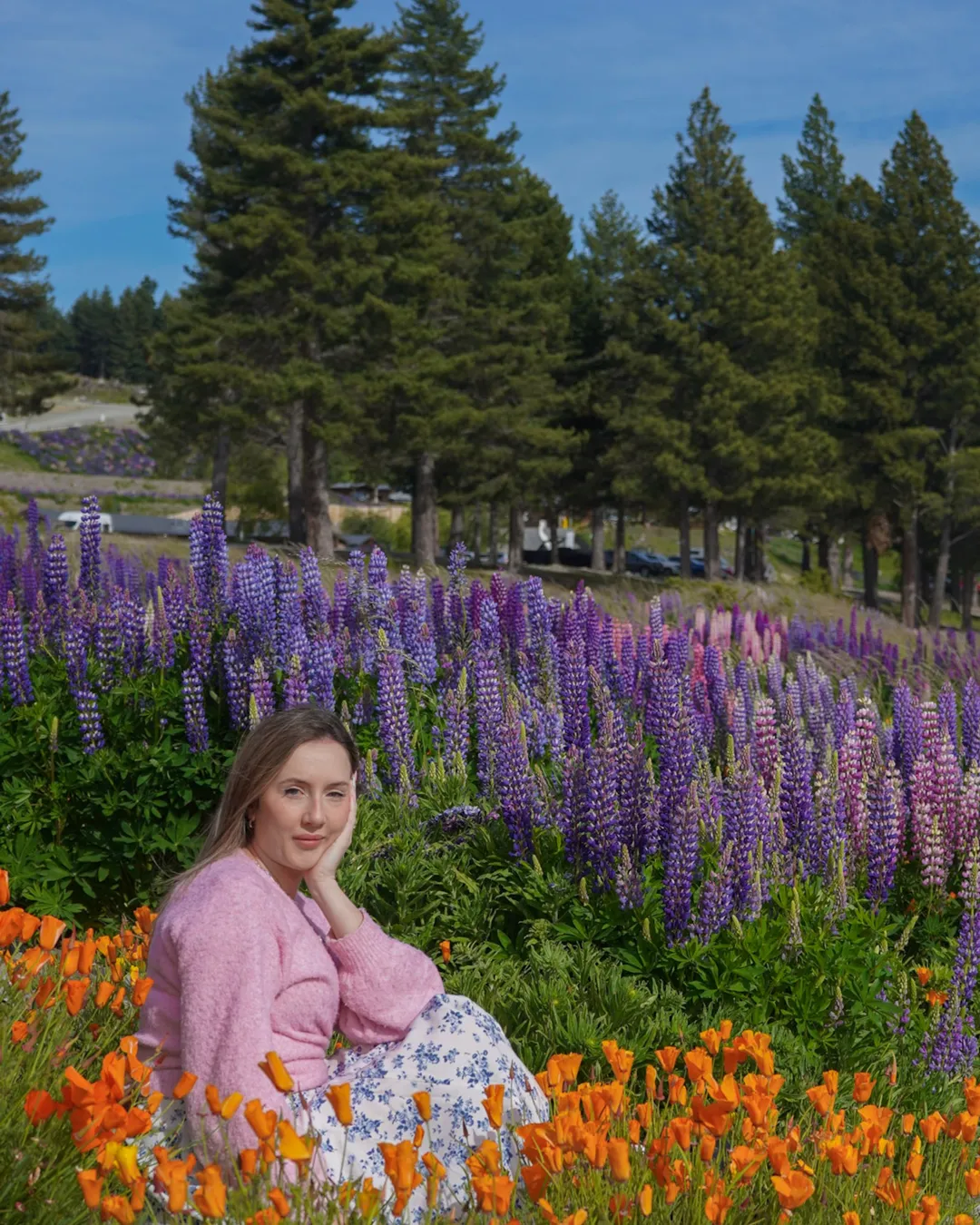 Tekapo Lakefront Lupin Photo Spot