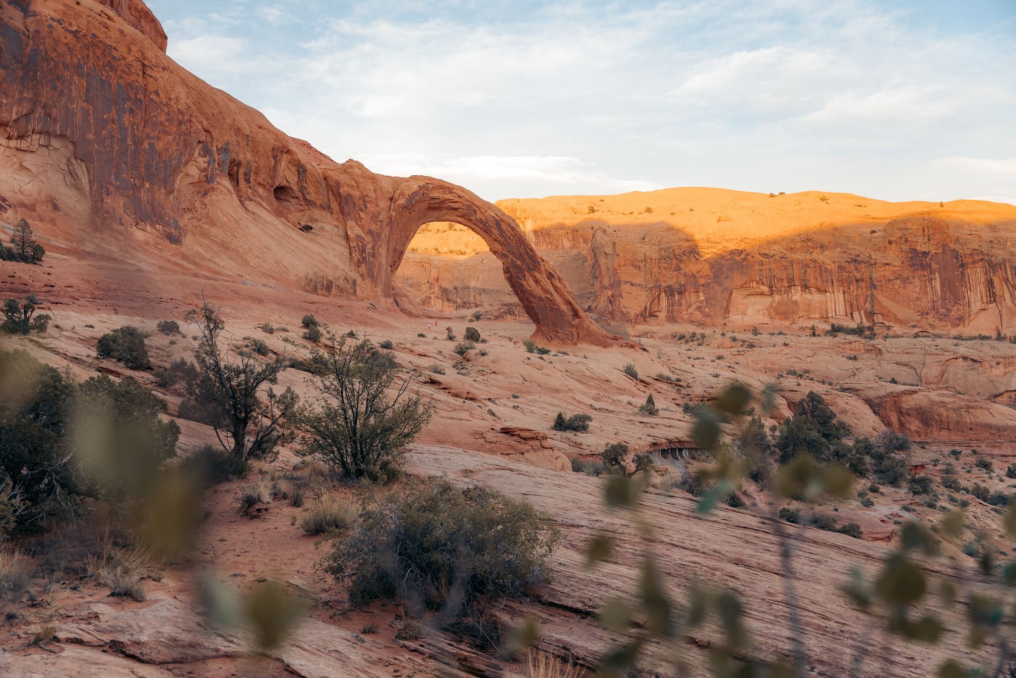Corona and Bowtie Arch 