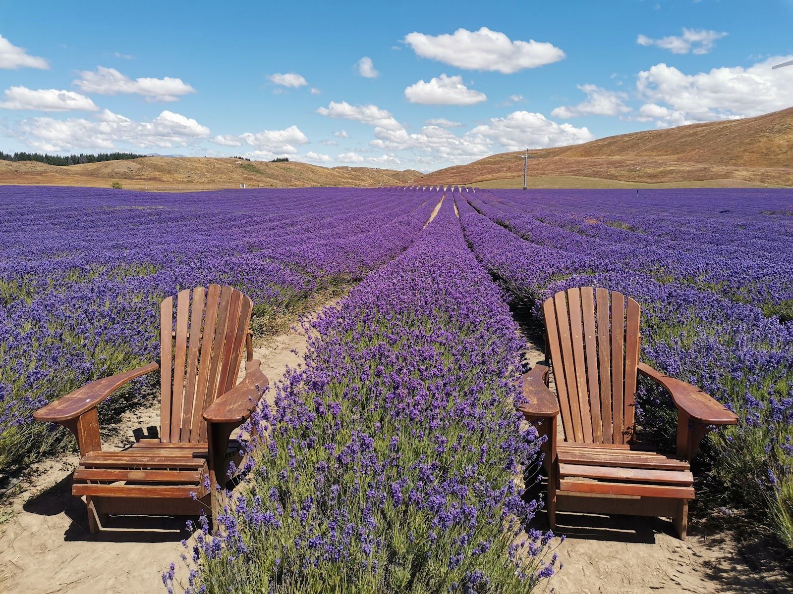 NZ Alpine Lavender - South & North Island , New Zealand - Rexby