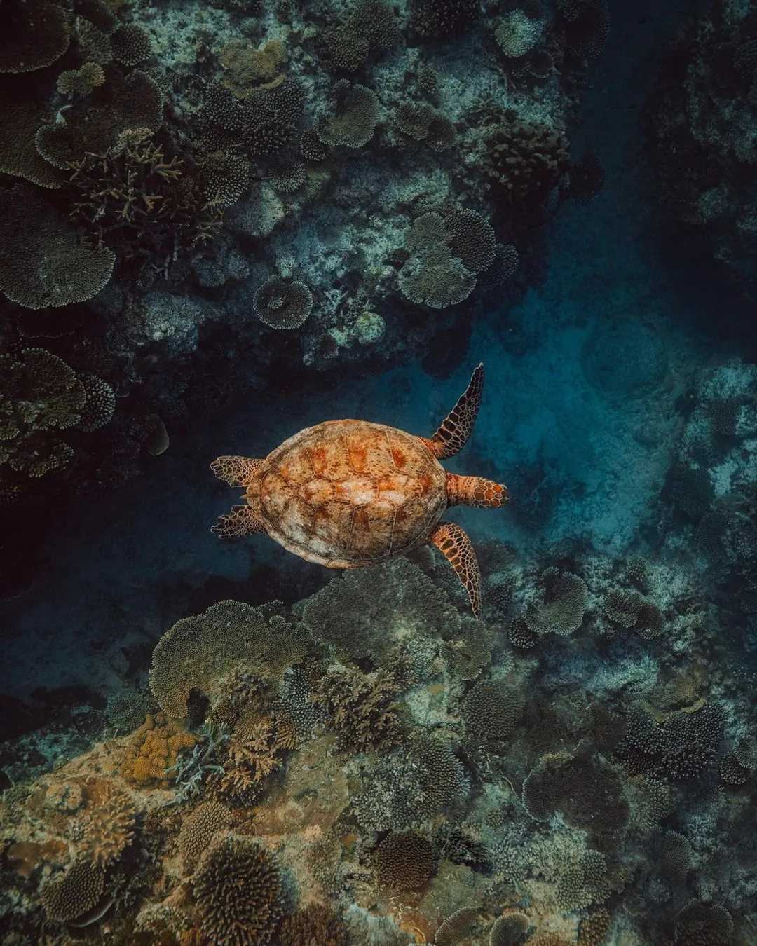 Great Barrier Reef Snorkeling and Diving Cruise from Cairns