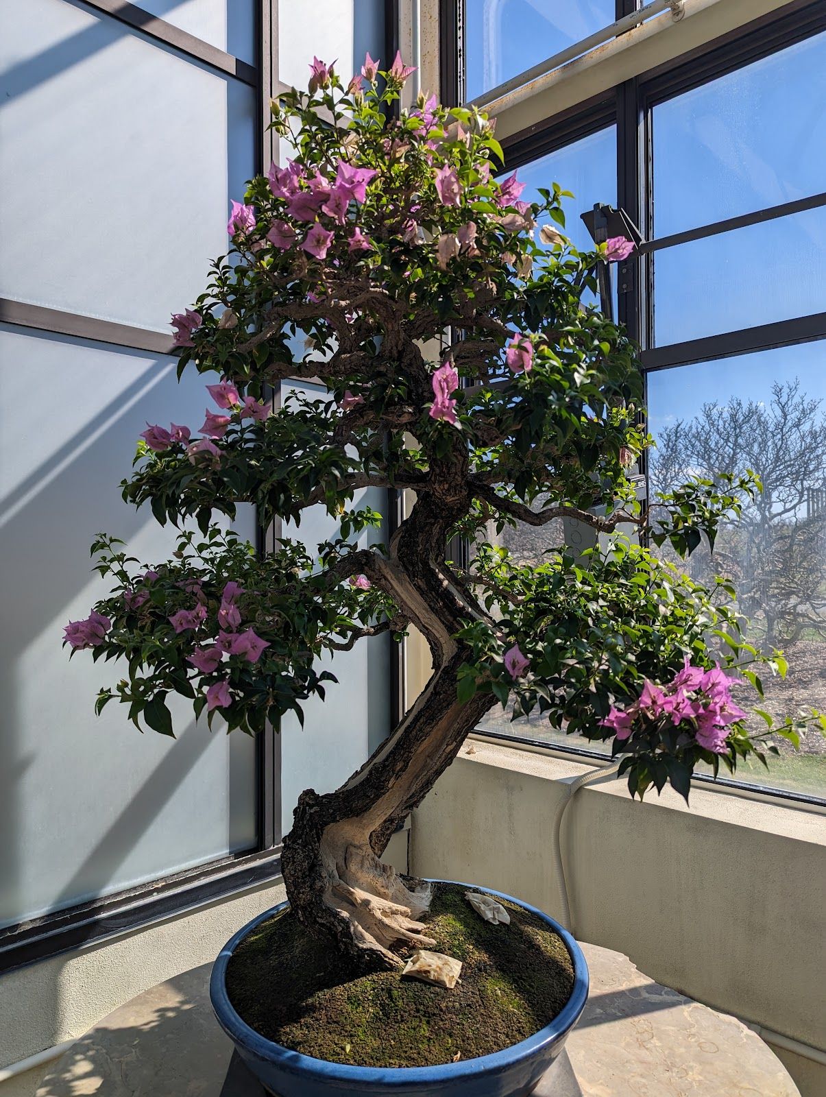 National Bonsai & Penjing Museum - Washington, DC, United States - Rexby